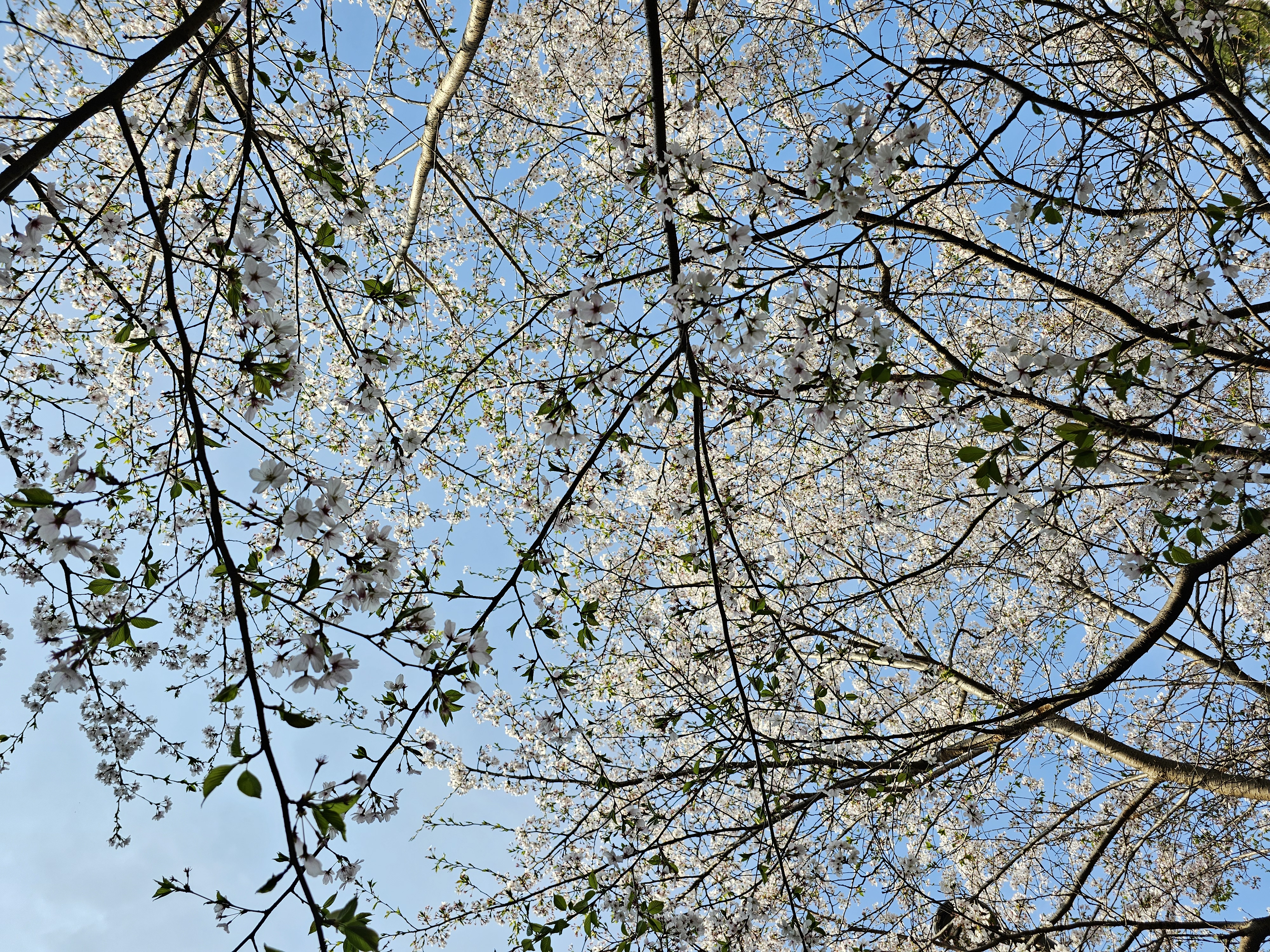 2025.4.11.(금) 나주숲체원 주변 벚꽃 사진 3.jpg