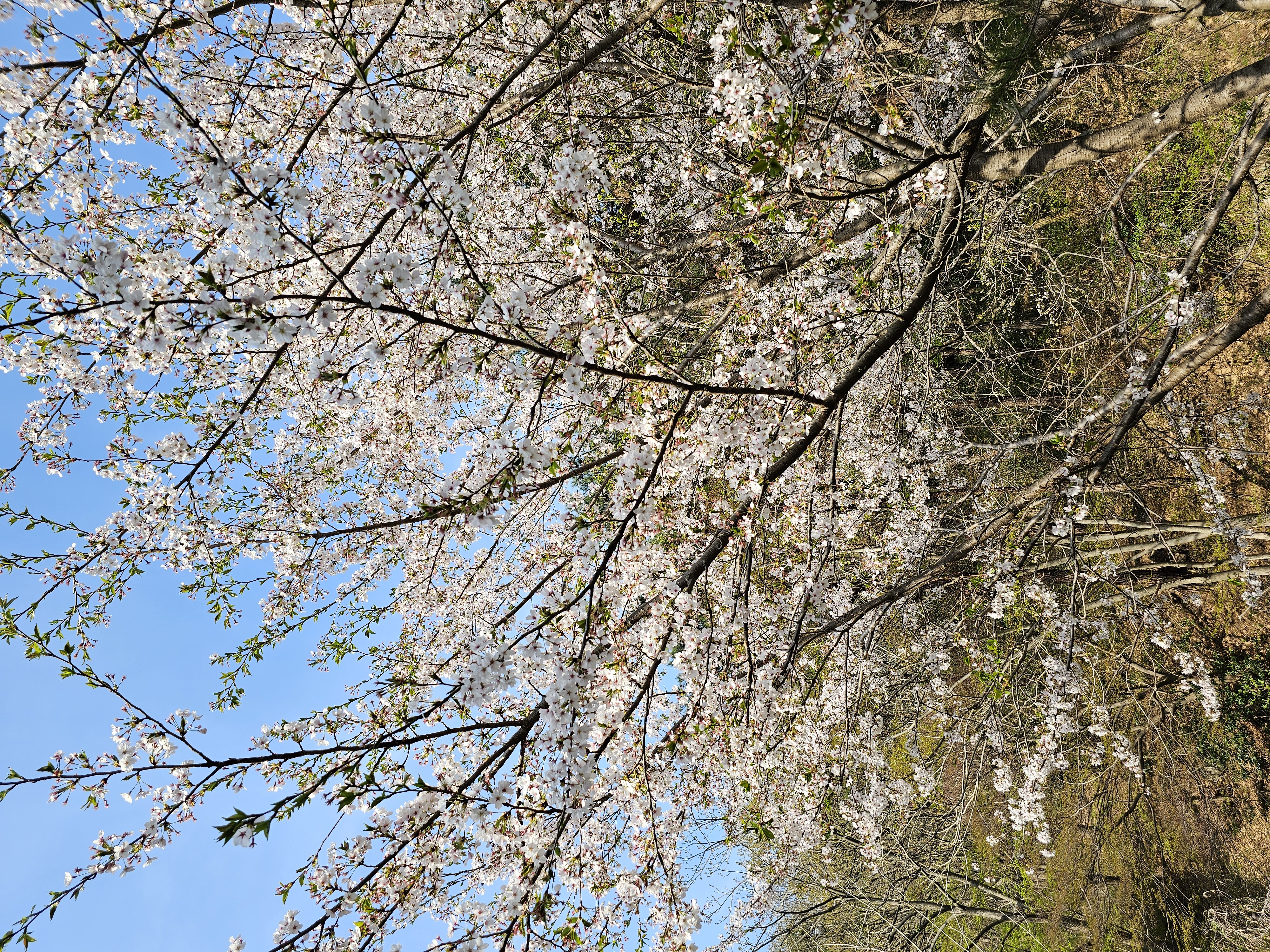 2025.4.11.(금) 나주숲체원 주변 벚꽃 사진 6.jpg