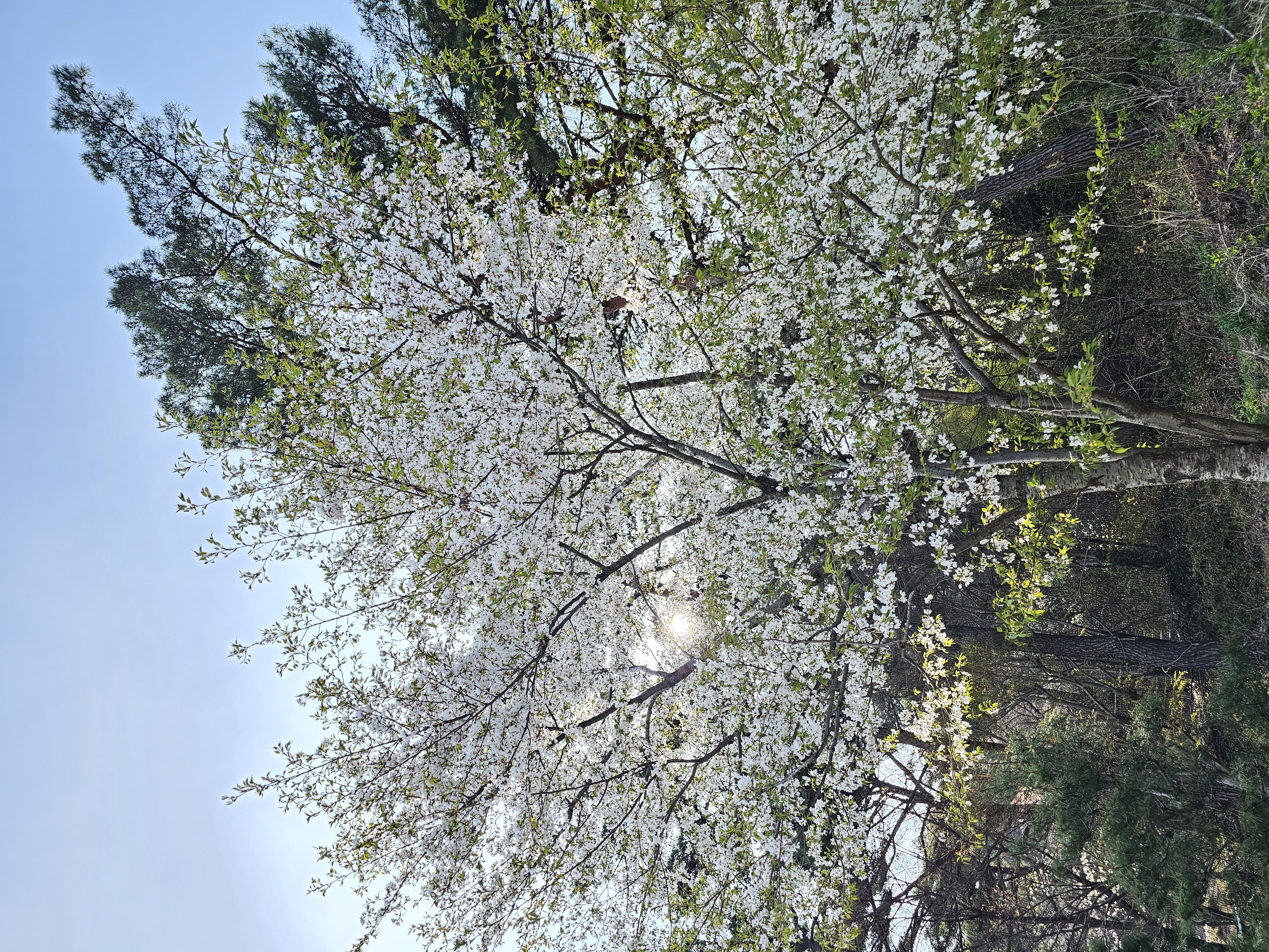 2025.4.11.(금) 나주숲체원 주변 벚꽃 사진 7.jpg