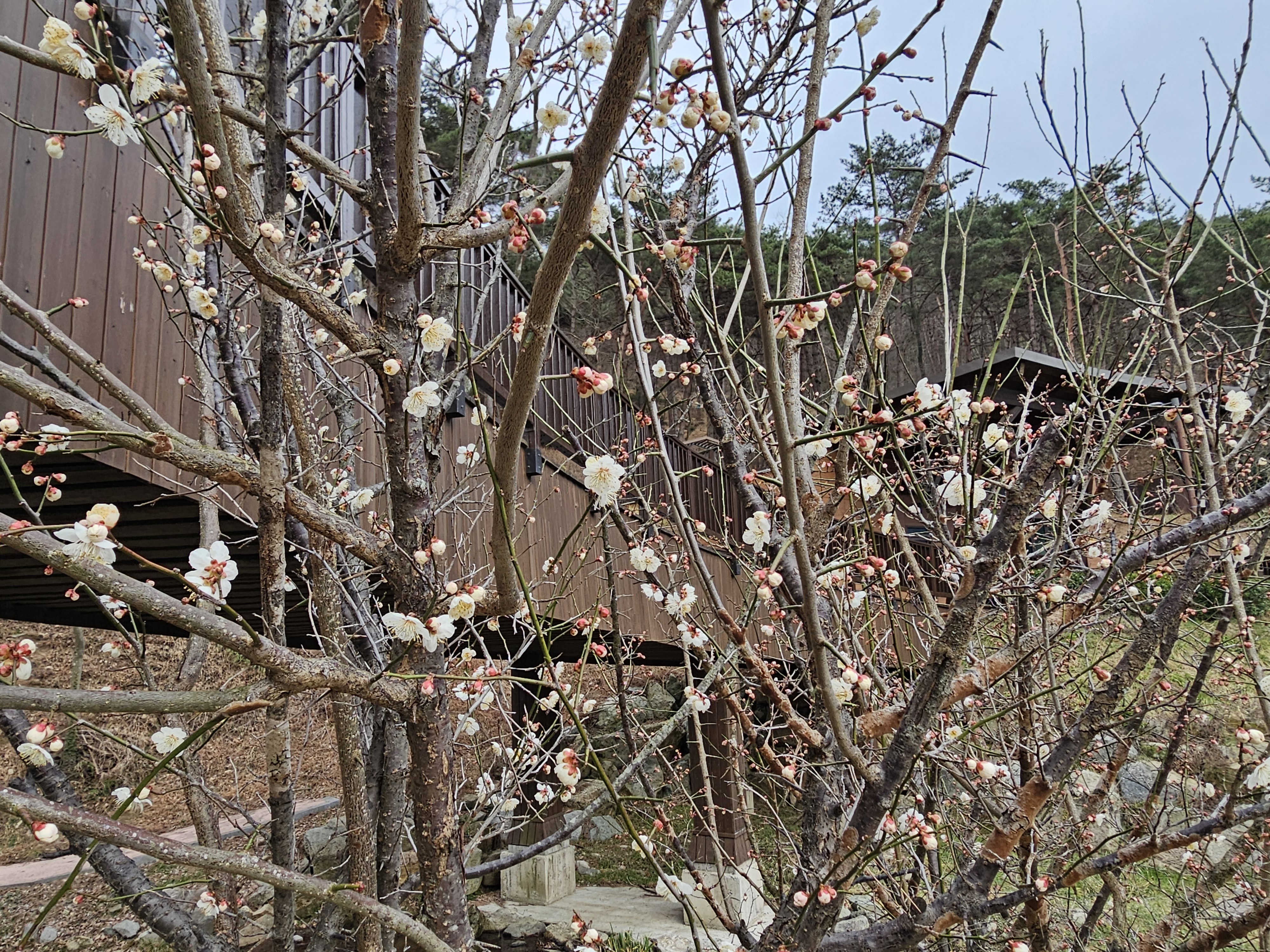 주말 꽃 개화 사진 촬영 3.jpg
