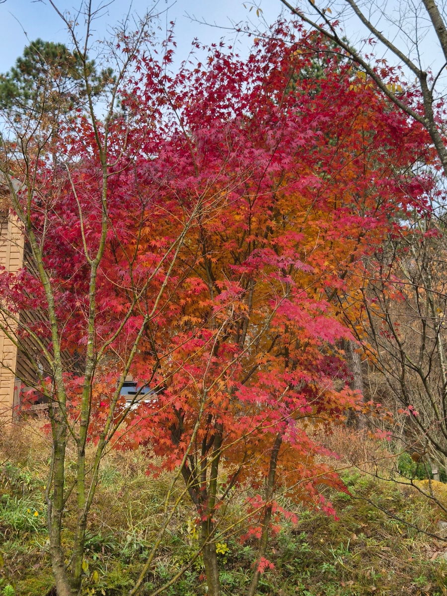 붙임. 2025.12.2.(화) 단풍 사진 5.jpg