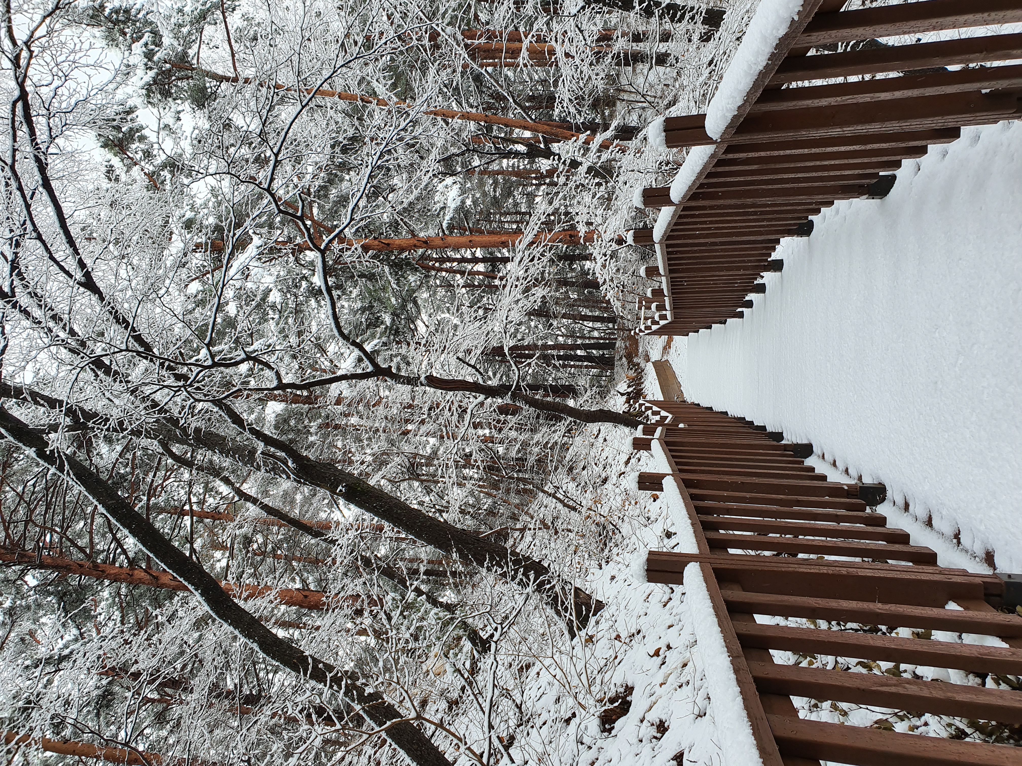 대관령 겨울 (3).jpg