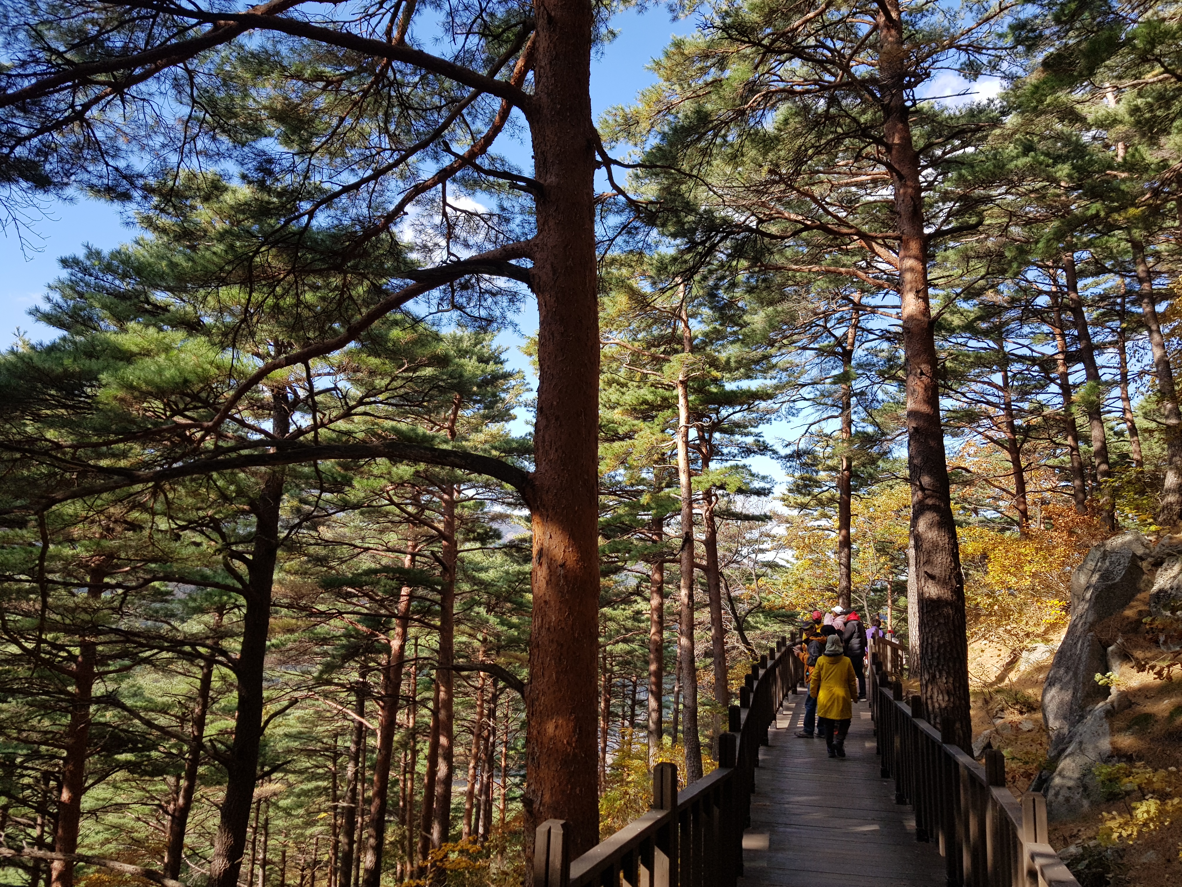 대관령 가을 (8).jpg