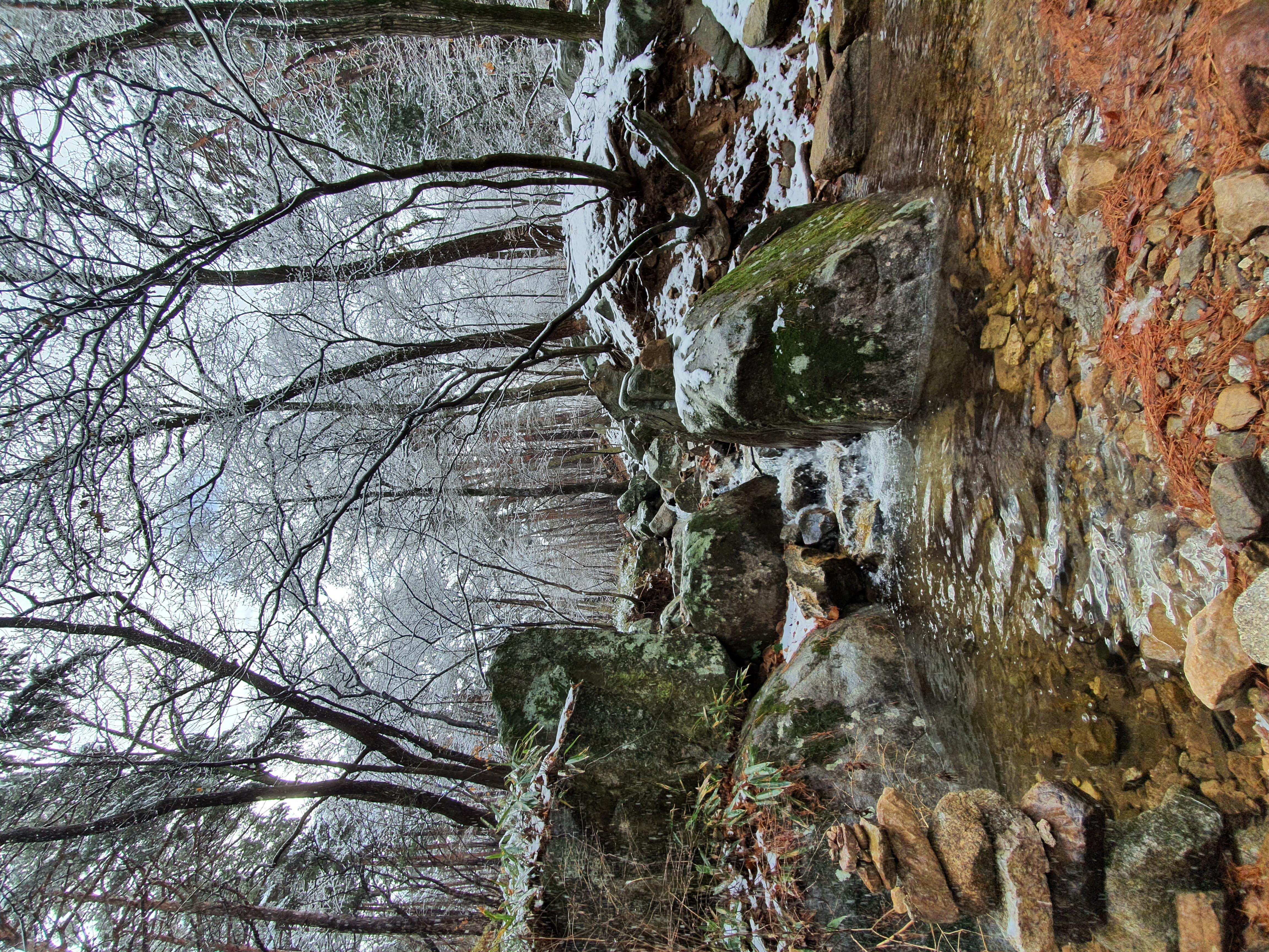 대관령 겨울 (1).jpg