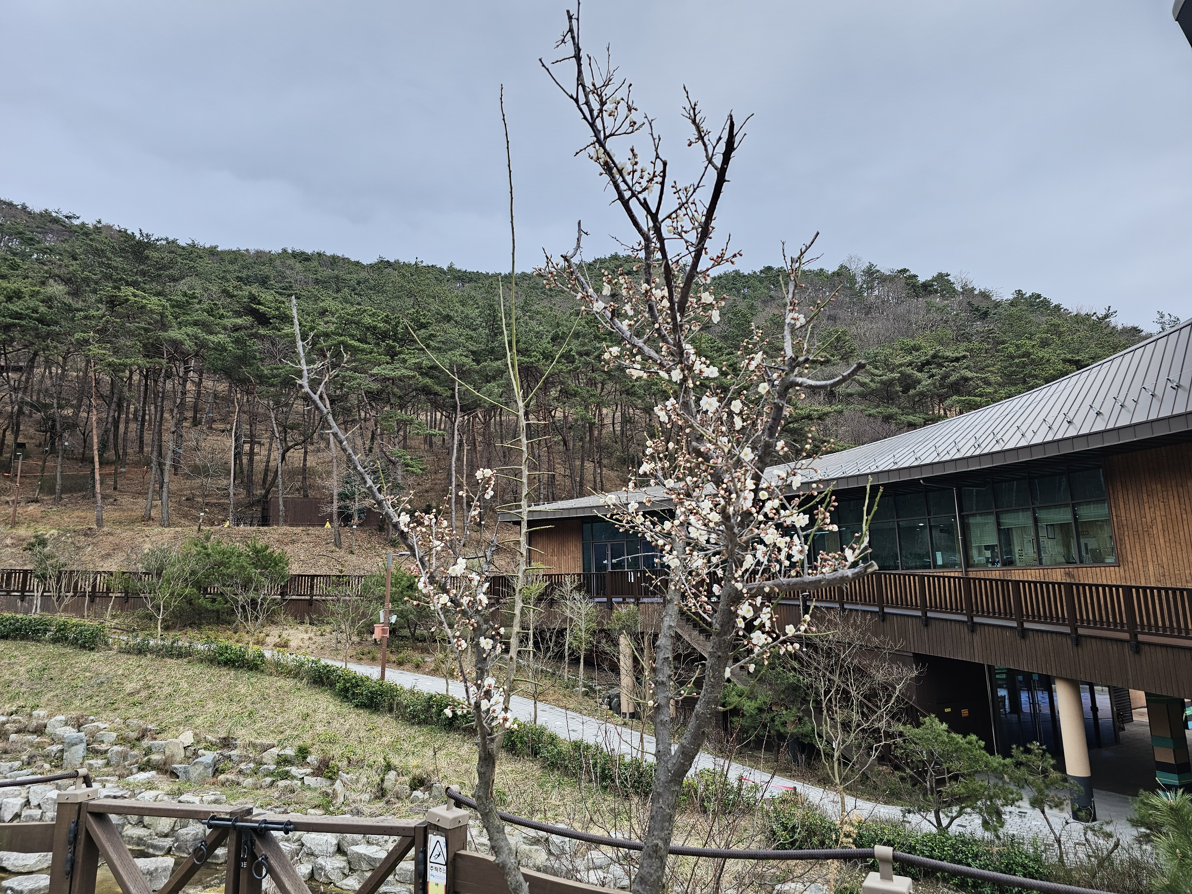 주말 꽃 개화 사진 촬영 6.jpg