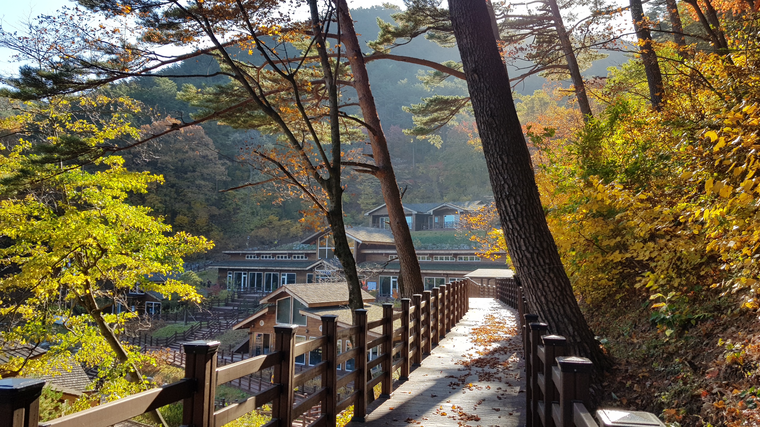 대관령 가을 (7).JPG