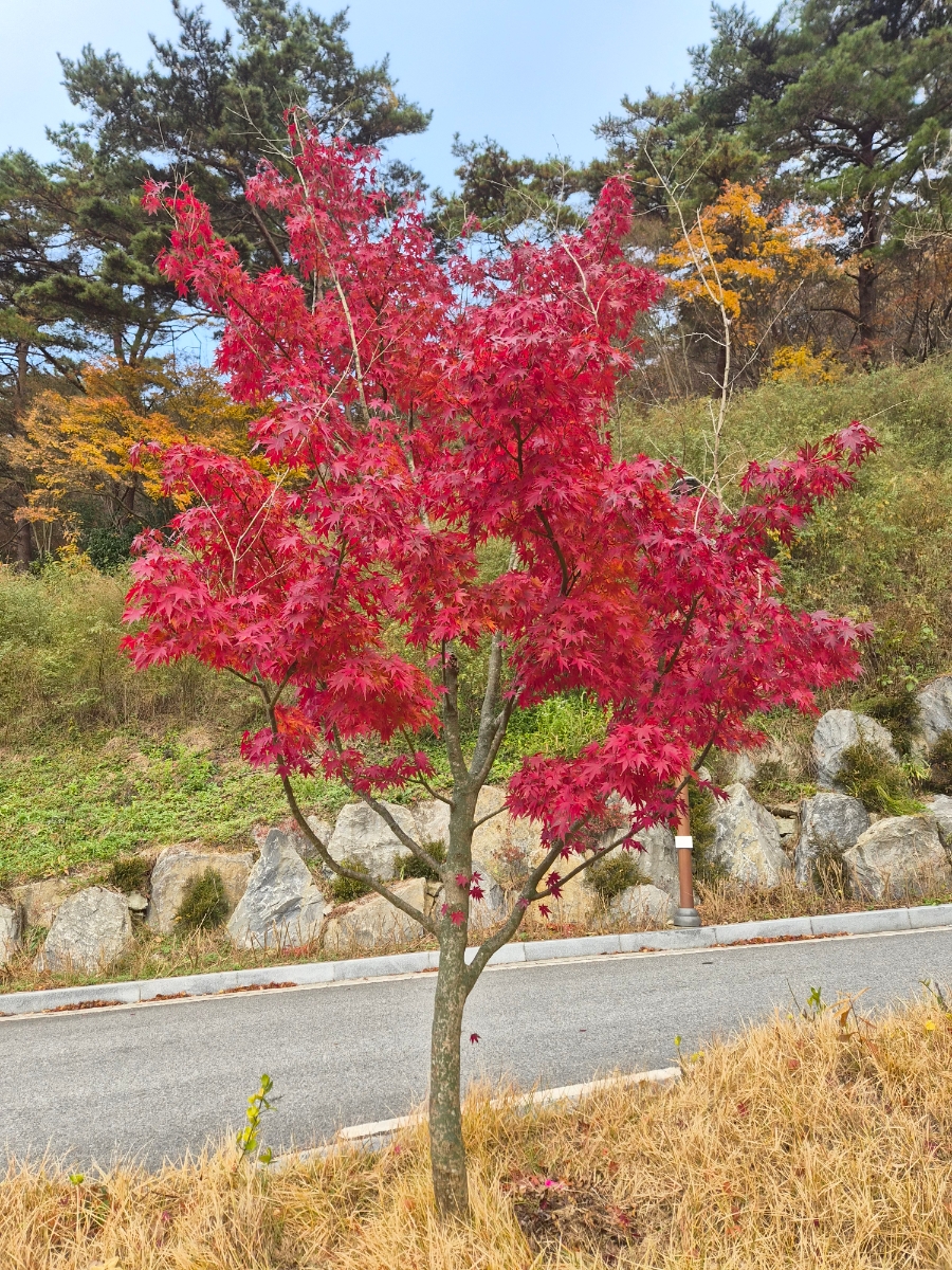 붙임. 2025.12.2.(화) 단풍 사진 4.jpg