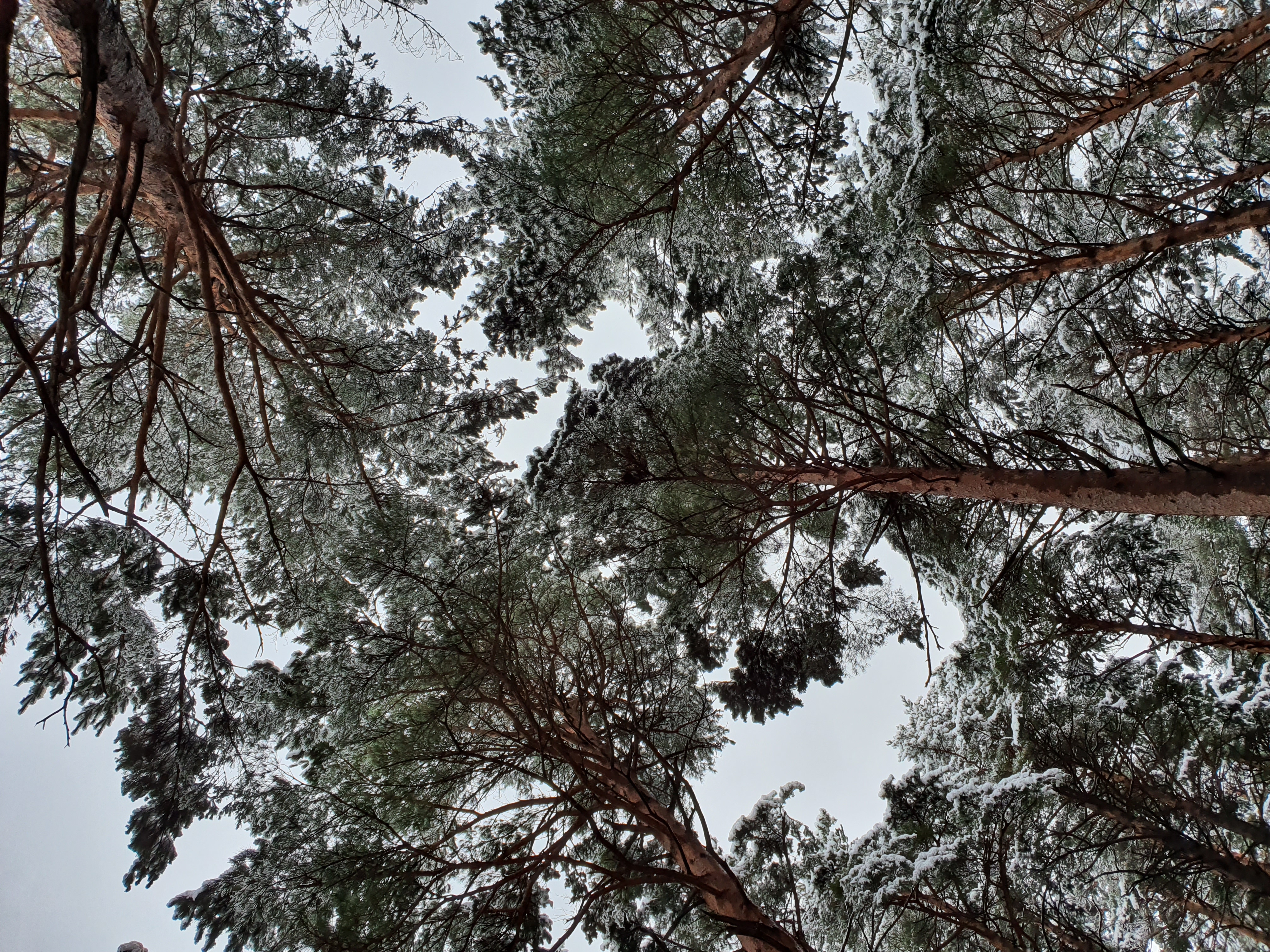 대관령 겨울 (4).jpg