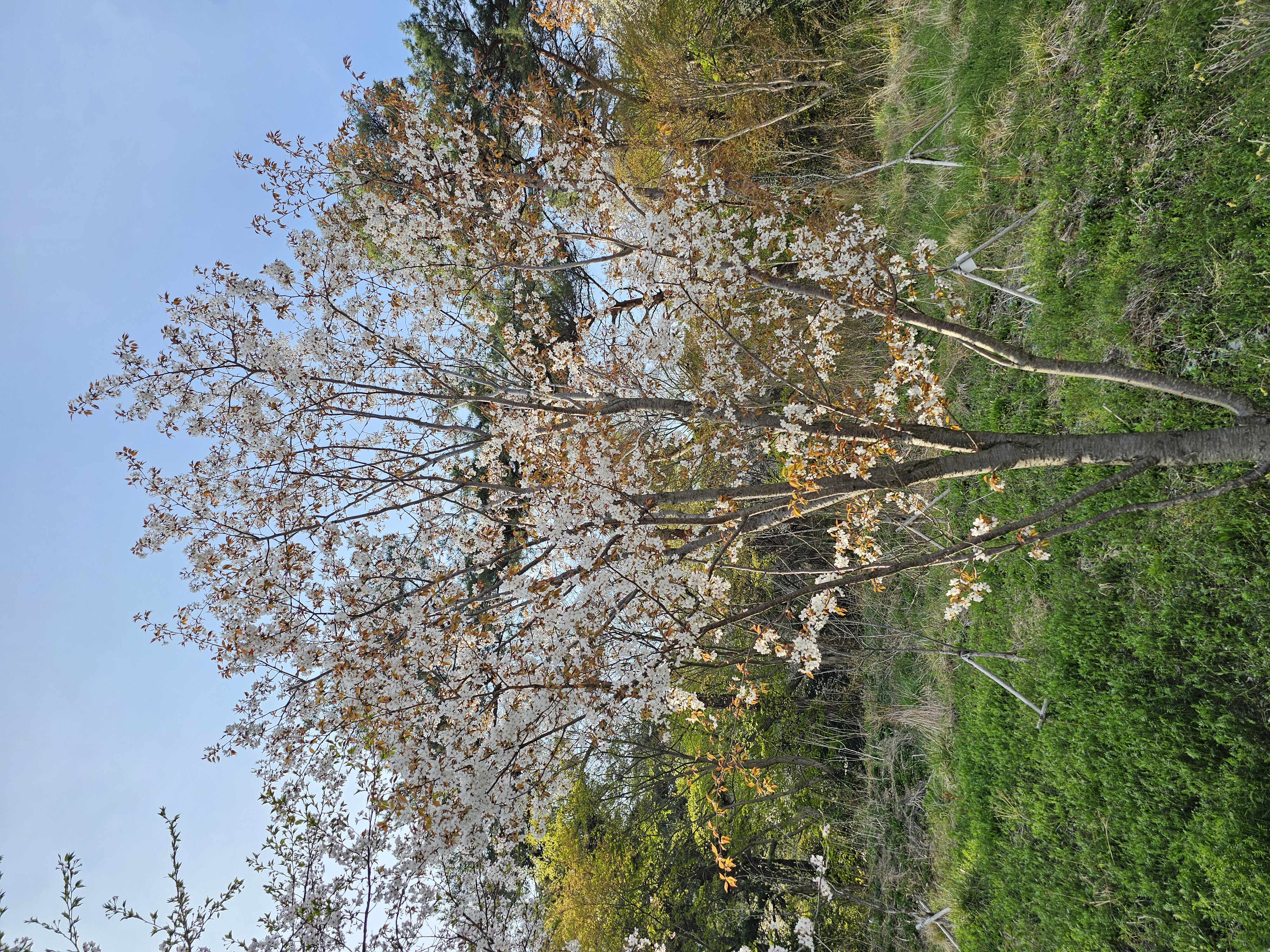 2025.4.11.(금) 나주숲체원 주변 벚꽃 사진 8.jpg