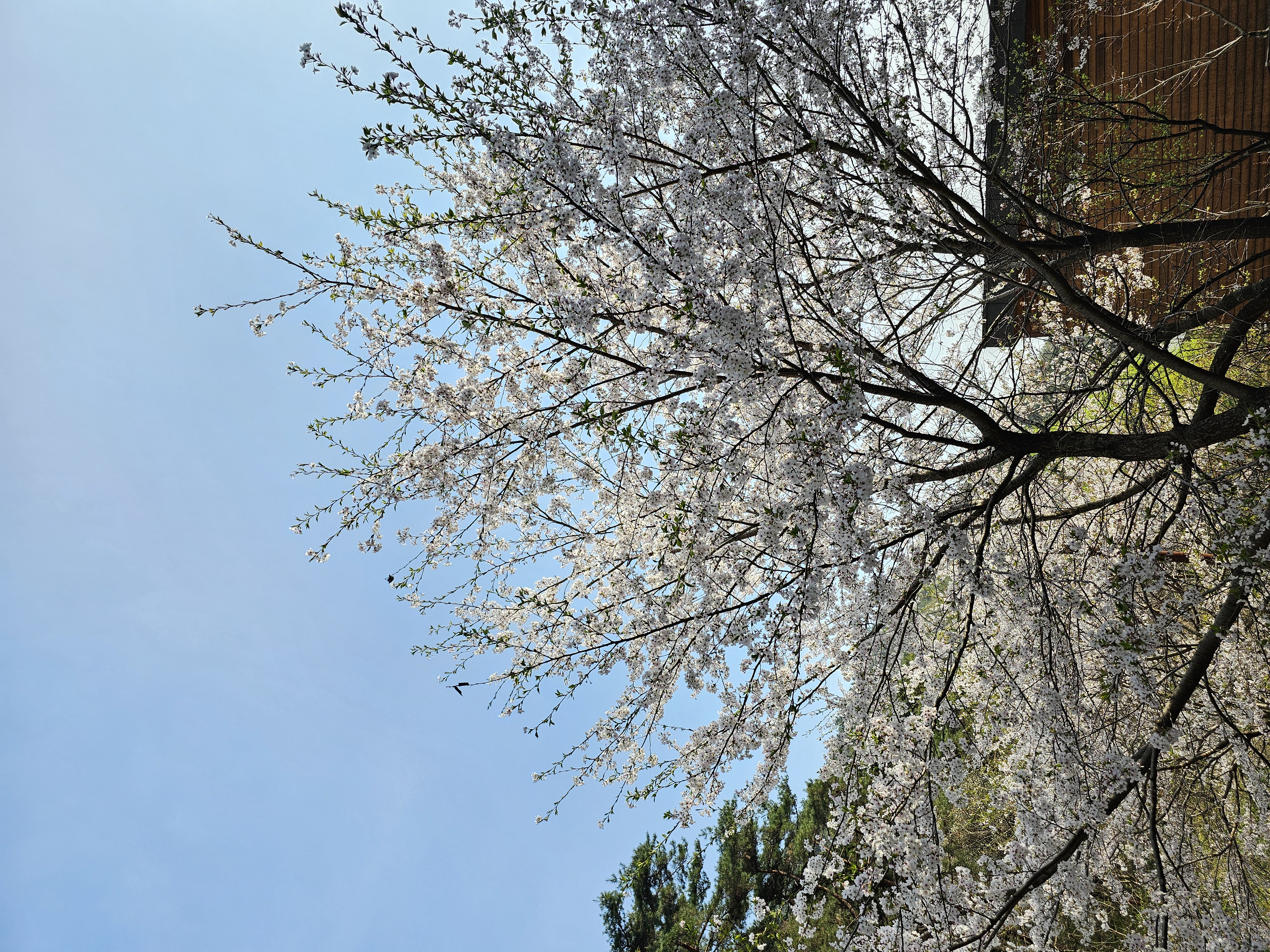 2025.4.11.(금) 나주숲체원 주변 벚꽃 사진 4.jpg