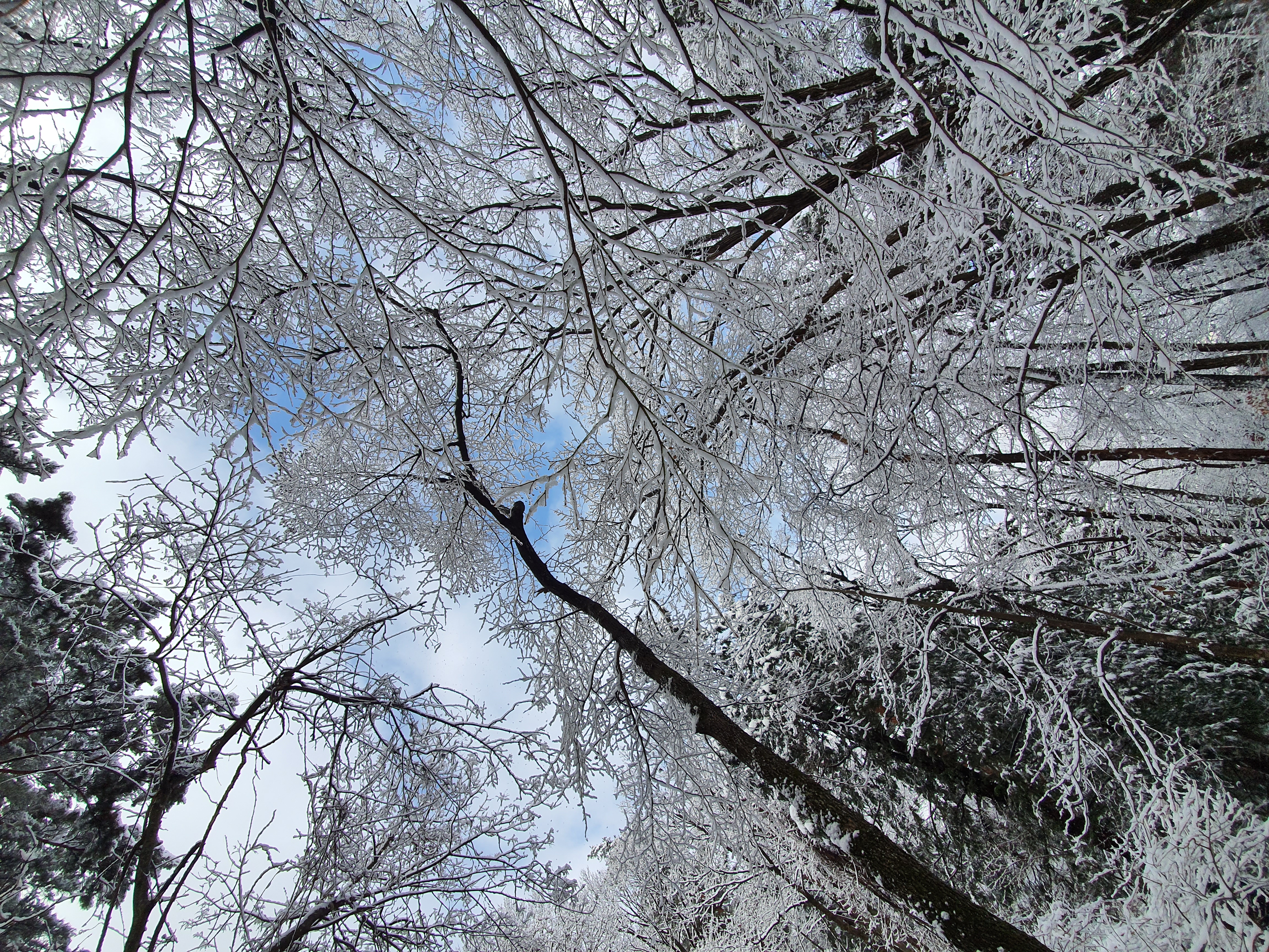 대관령 겨울 (2).jpg