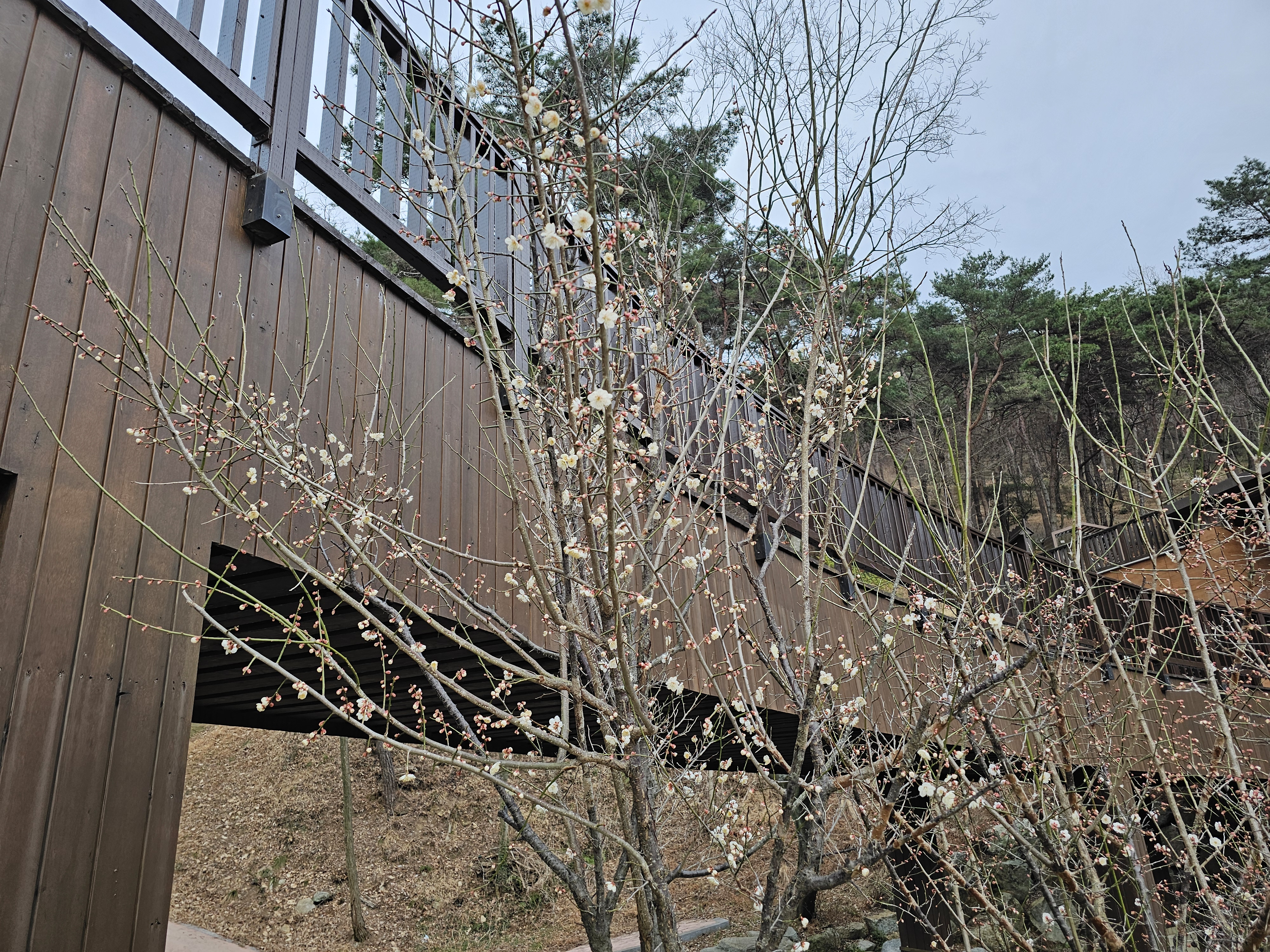 주말 꽃 개화 사진 촬영 5.jpg