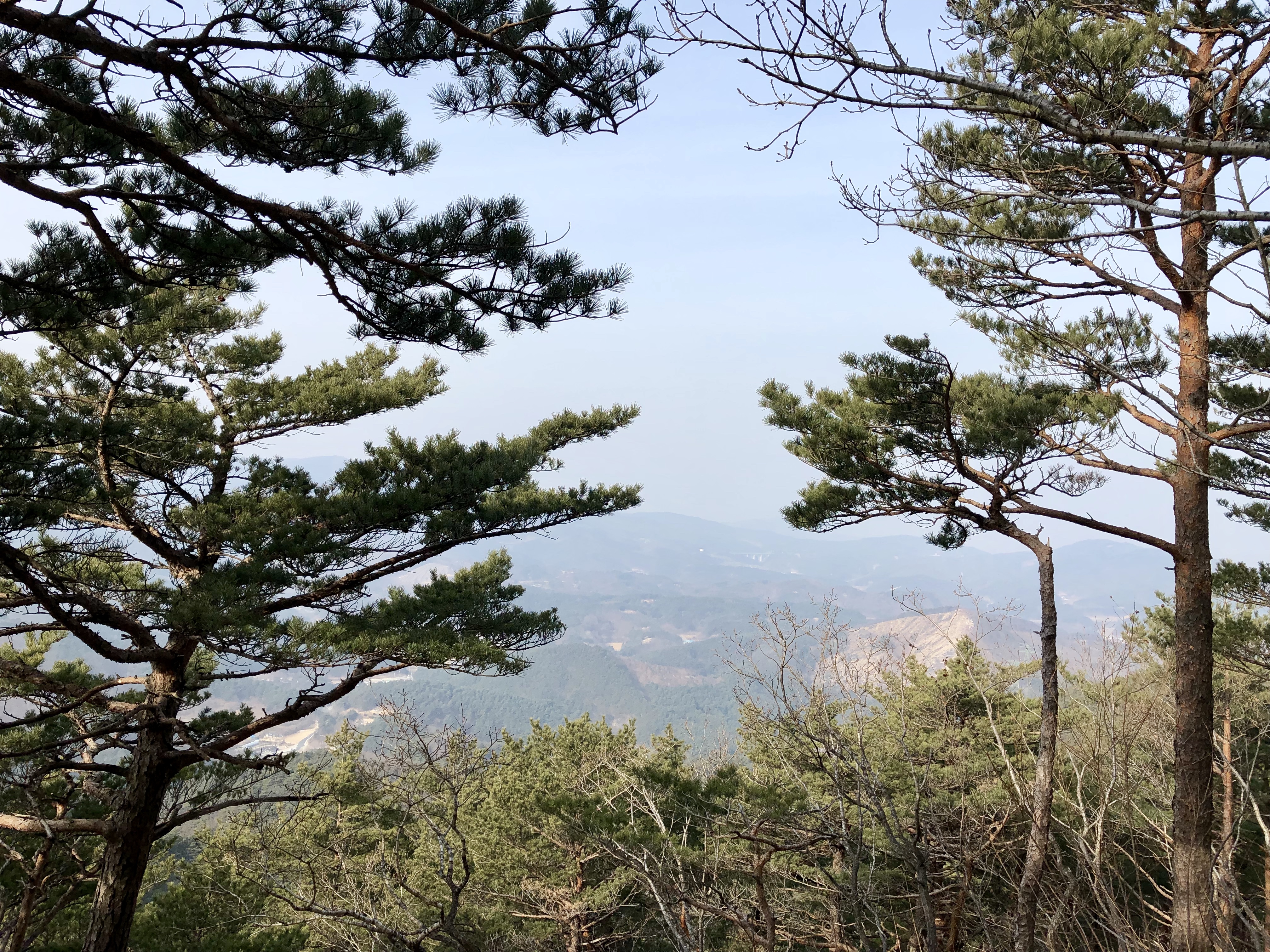 대관령 겨울 (5).jpg