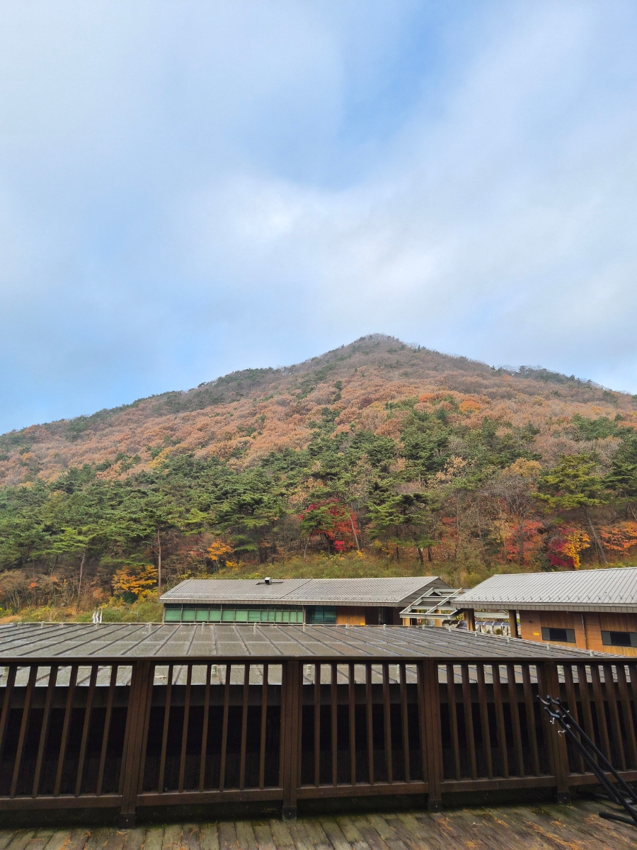 붙임. 2025.12.2.(화) 단풍 사진 8.jpg