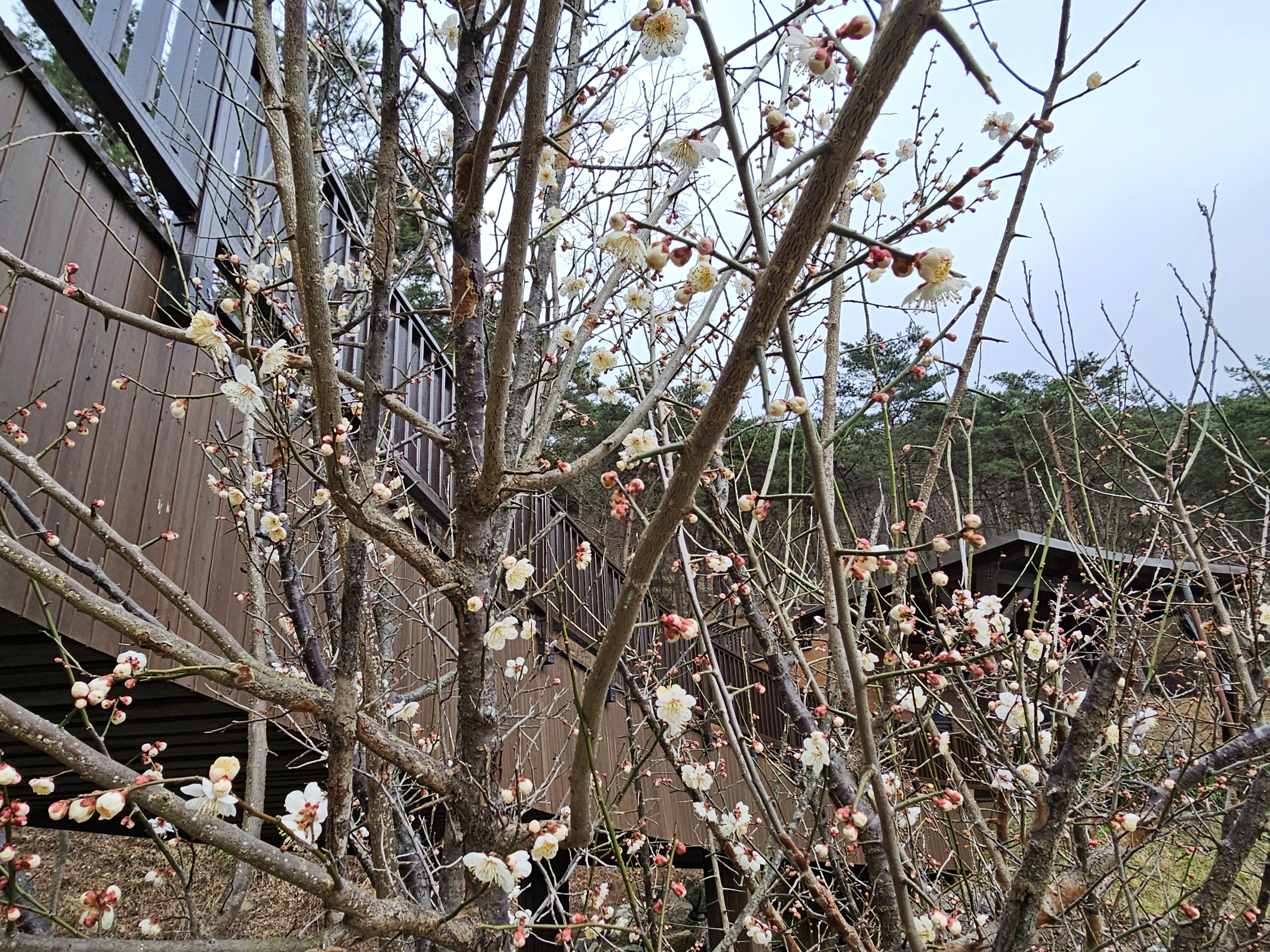 주말 꽃 개화 사진 촬영 4.jpg