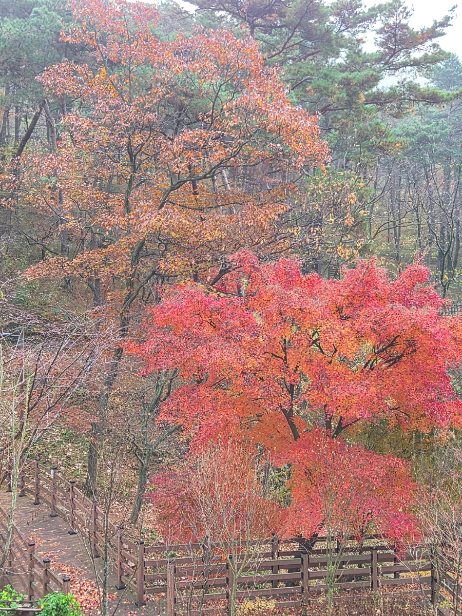 붙임. 2025.12.2.(화) 단풍 사진 7.jpg