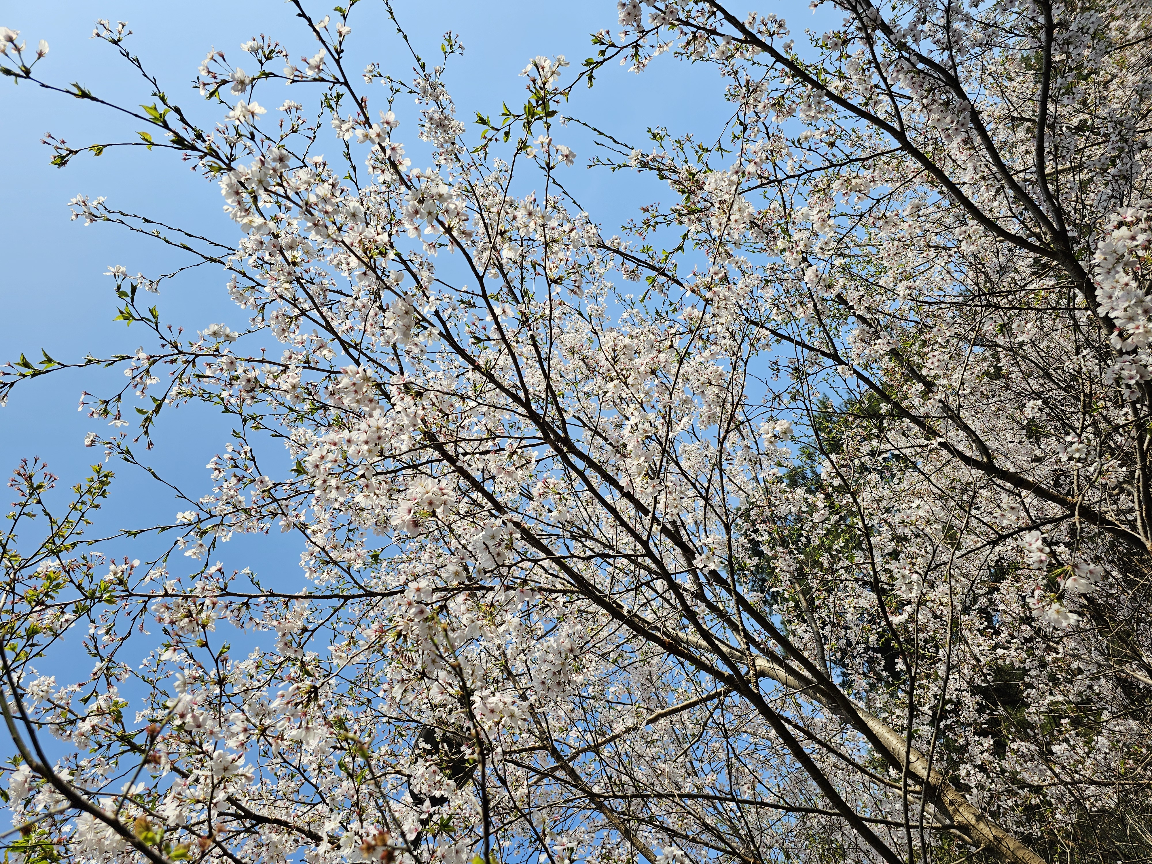 2025.4.11.(금) 나주숲체원 주변 벚꽃 사진 2.jpg