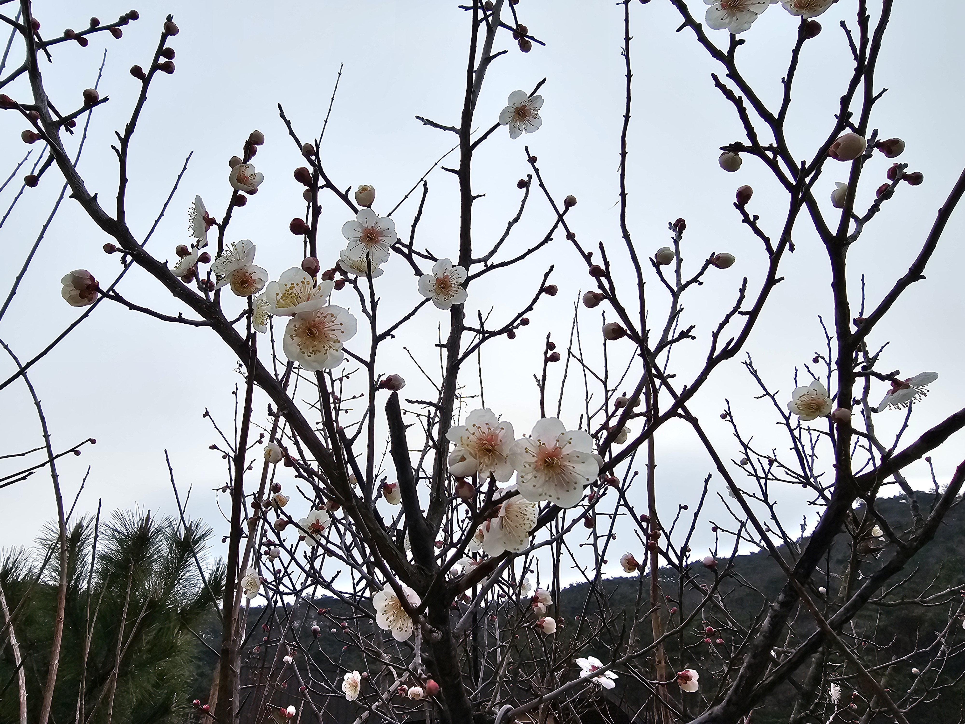 주말 꽃 개화 사진 촬영 1.jpg