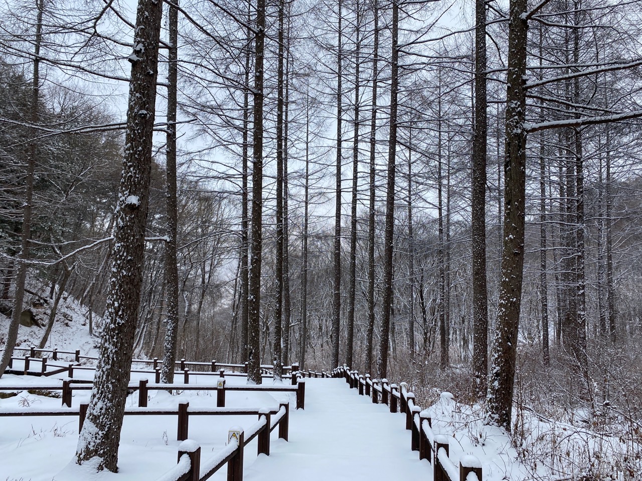 국립김천치유의숲-겨울사진.jpg