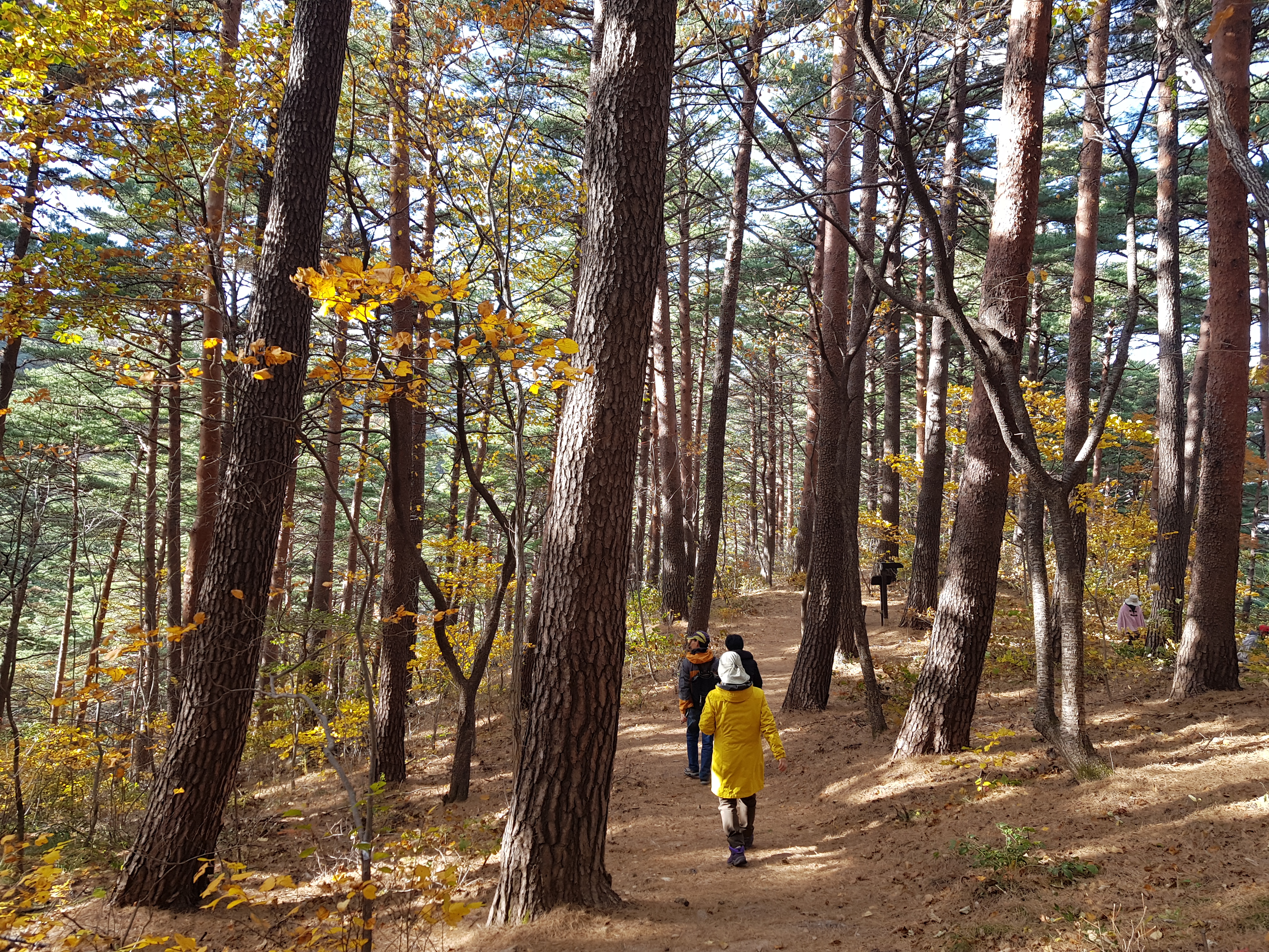 대관령 가을 (2).jpg