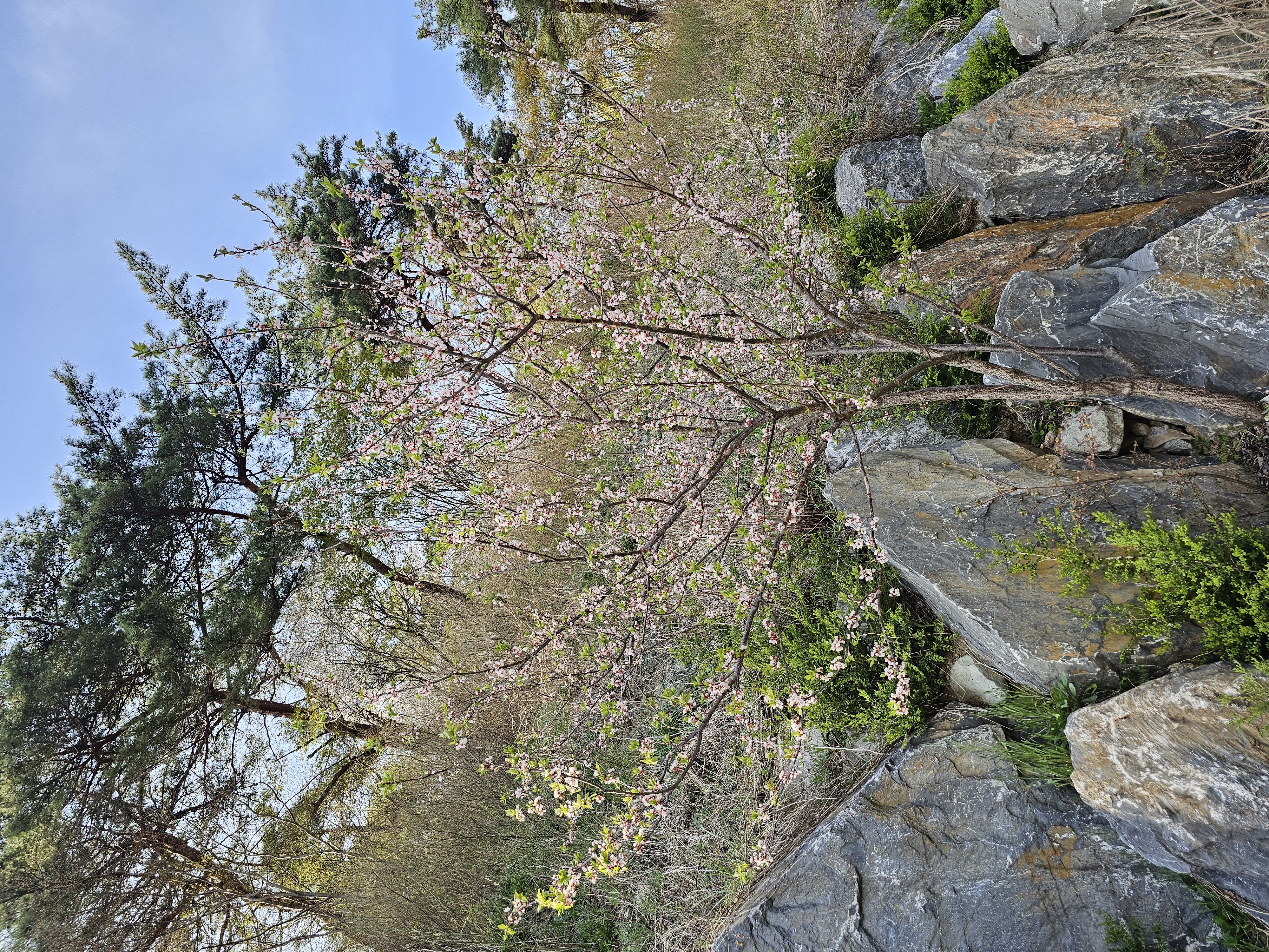 2025.4.11.(금) 나주숲체원 주변 벚꽃 사진 10.jpg