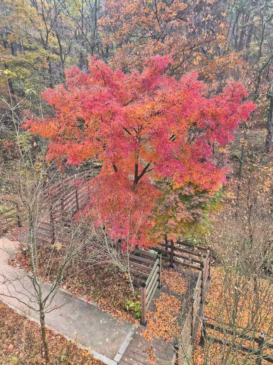 붙임. 2025.12.2.(화) 단풍 사진 3.jpg