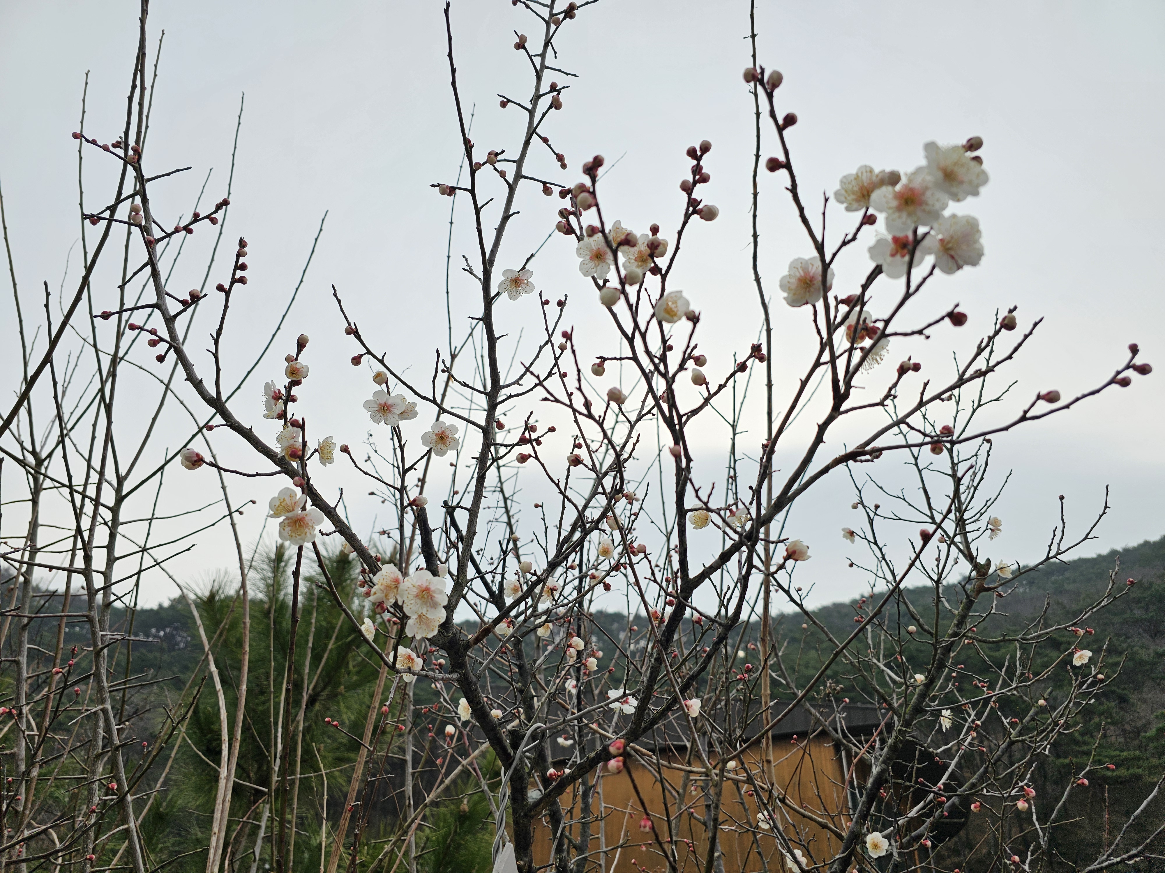 주말 꽃 개화 사진 촬영 2.jpg