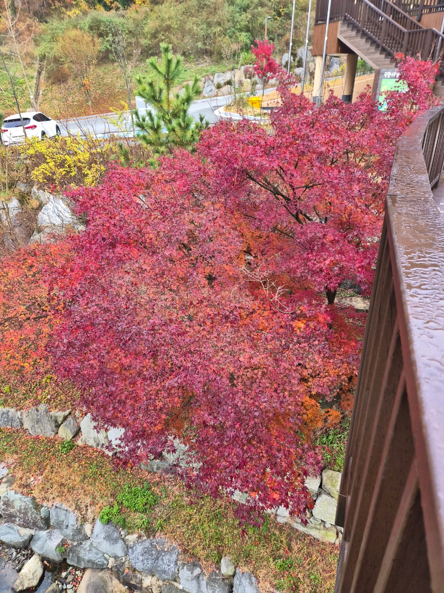 붙임. 2025.12.2.(화) 단풍 사진 2.jpg