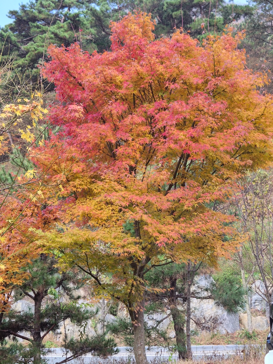 붙임. 2025.12.2.(화) 단풍 사진 1.jpg