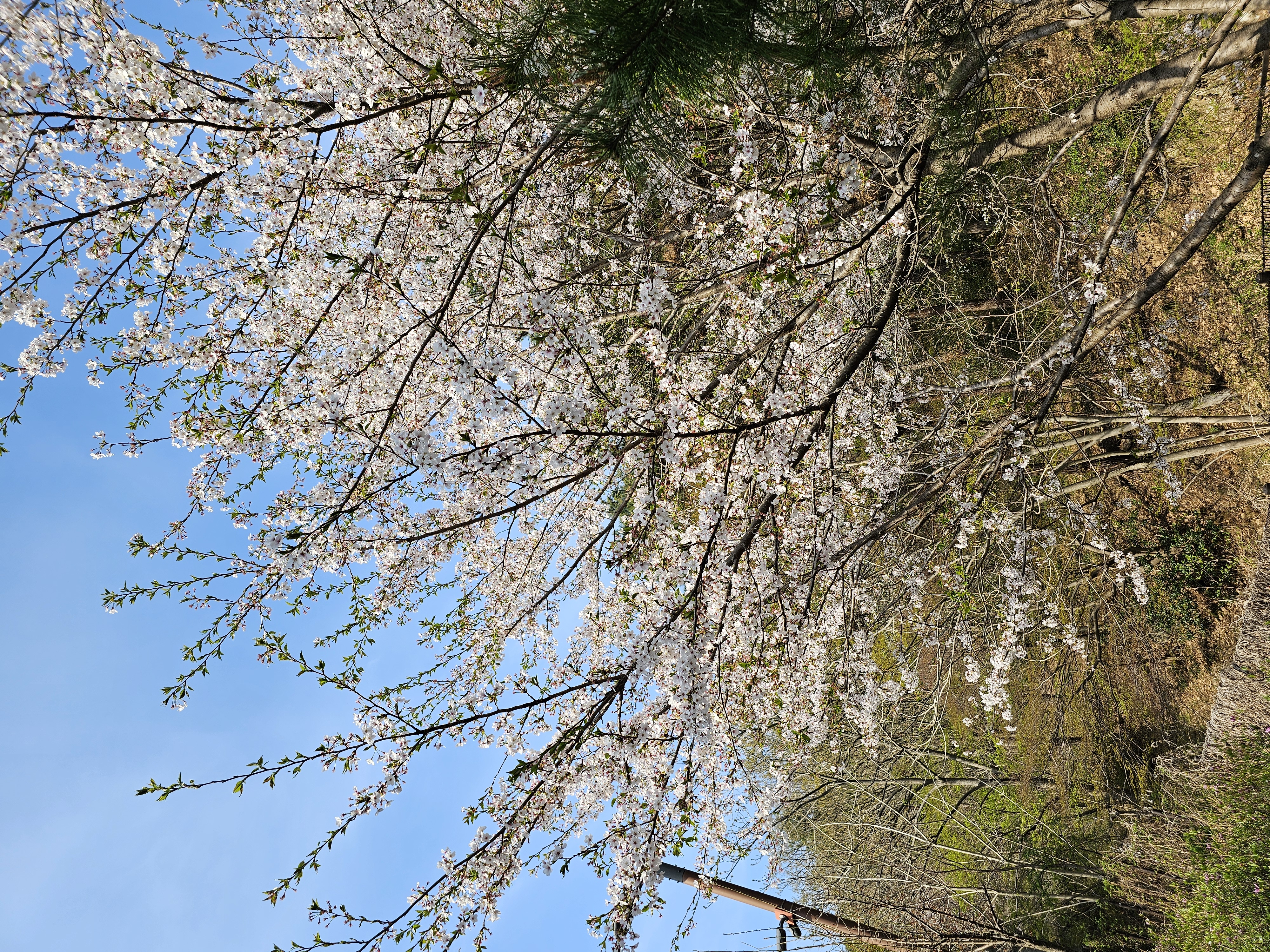 2025.4.11.(금) 나주숲체원 주변 벚꽃 사진 5.jpg