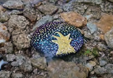 조약돌의 꿈(1시간)