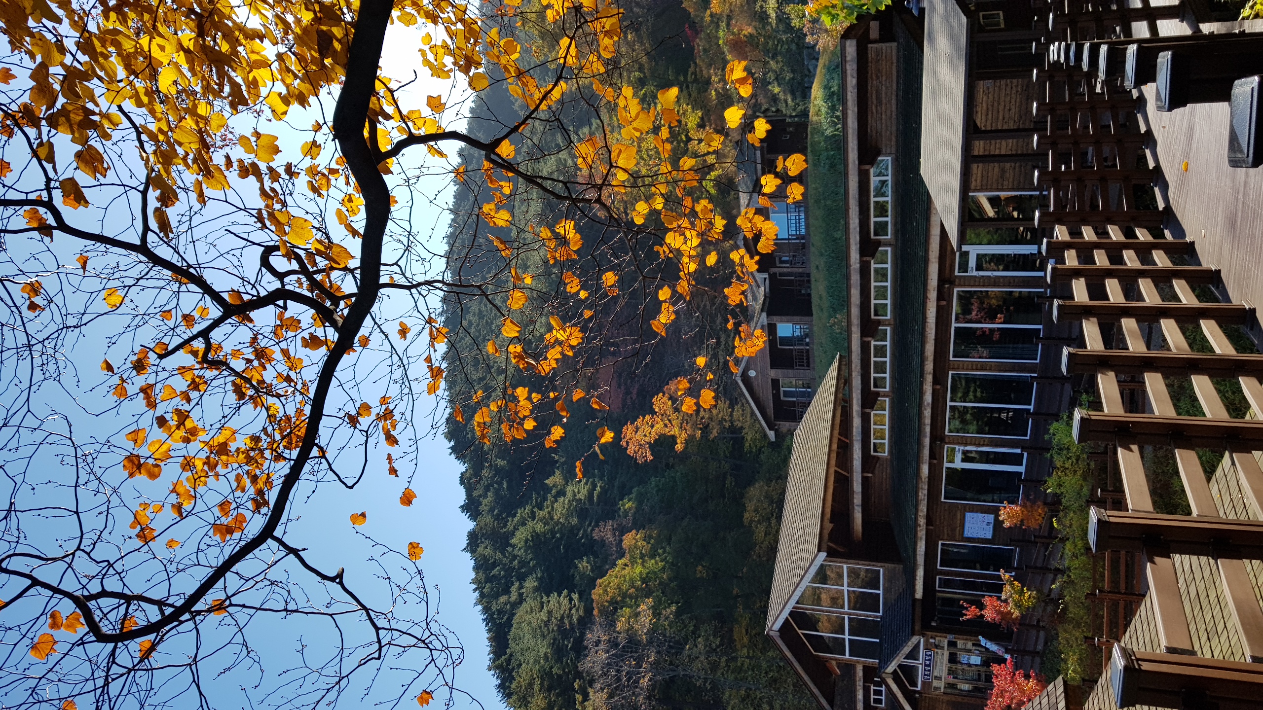 대관령 가을 (4).jpg