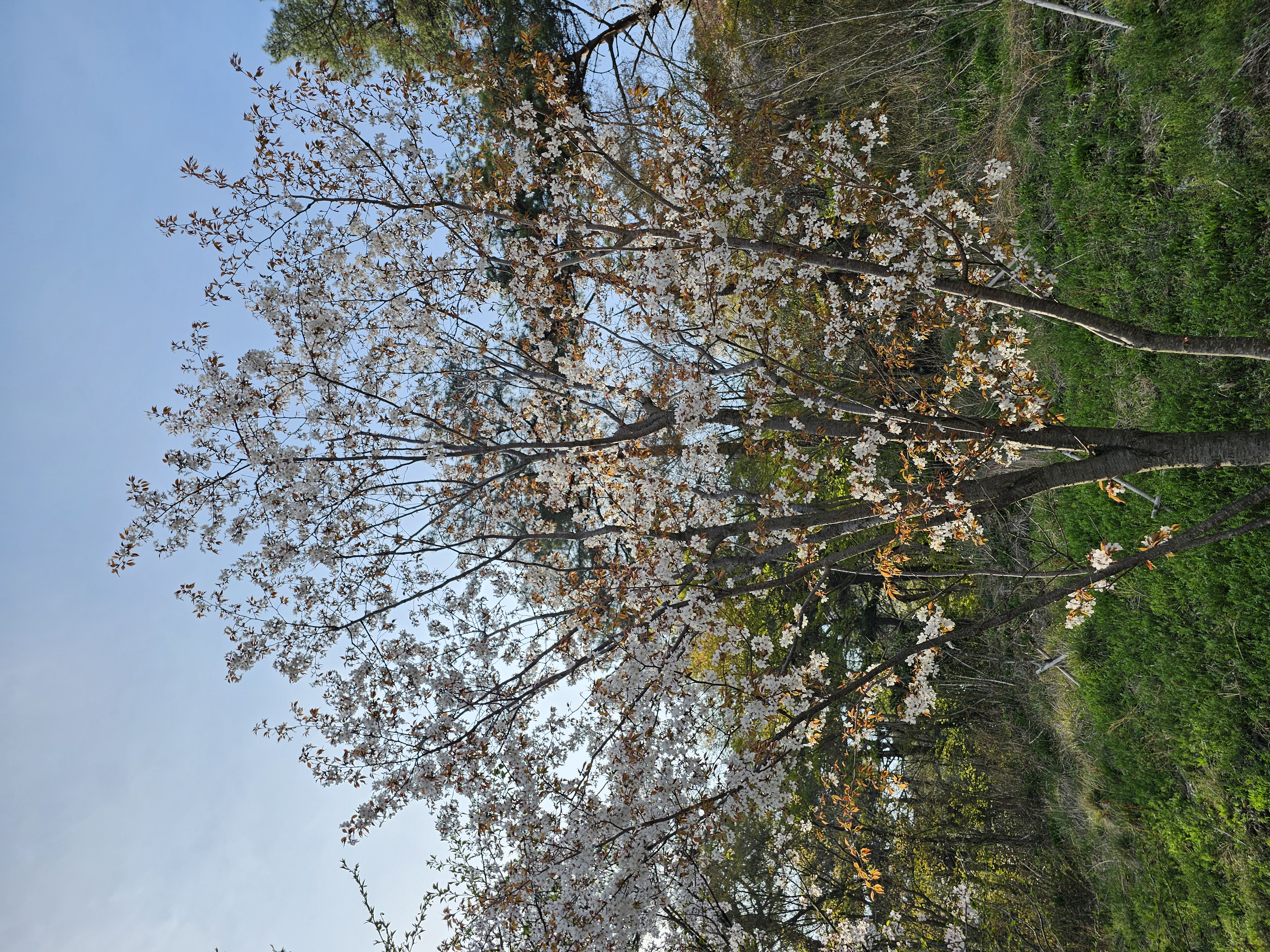 2025.4.11.(금) 나주숲체원 주변 벚꽃 사진 9.jpg