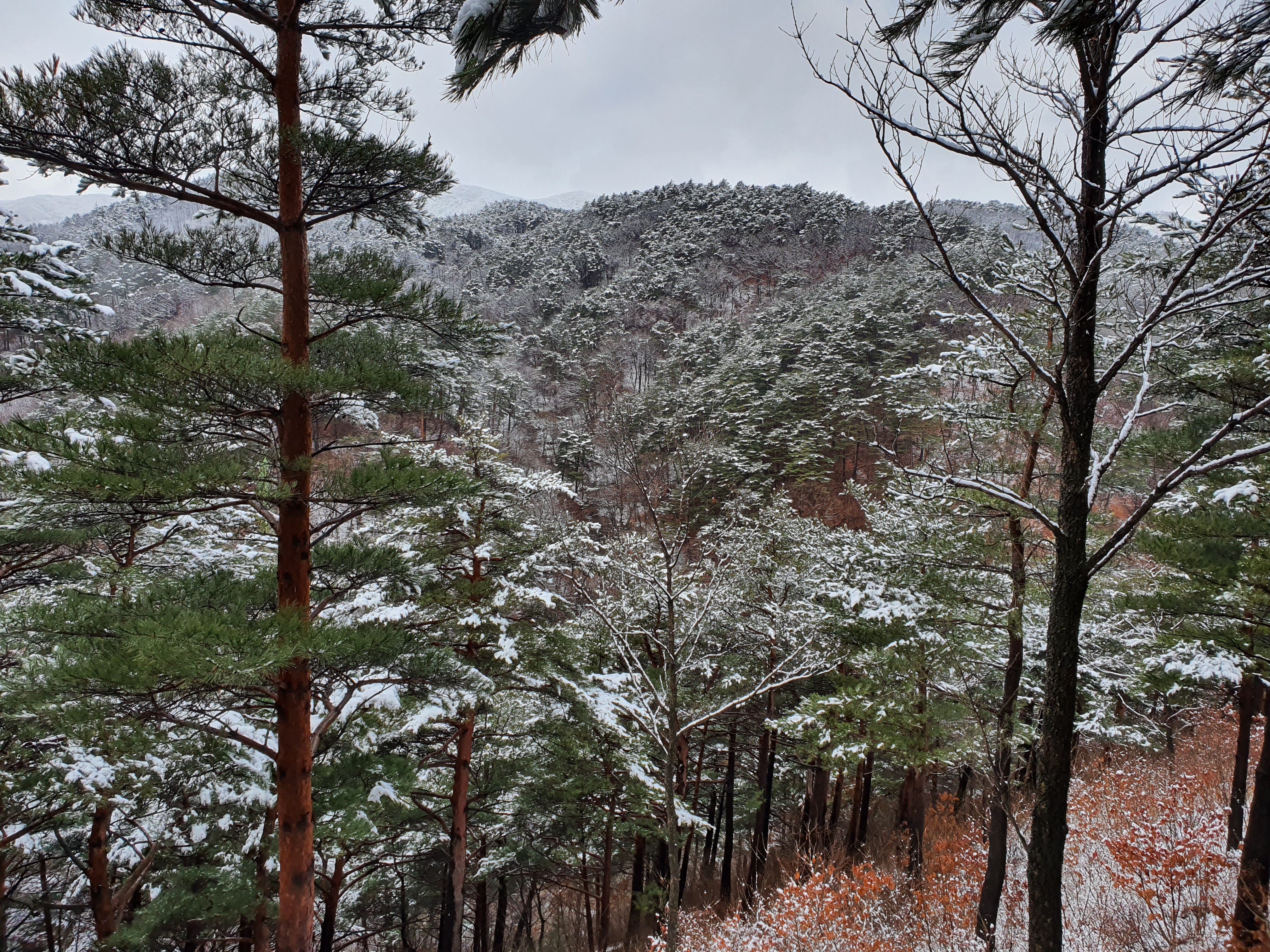 대관령 겨울 (10).jpg