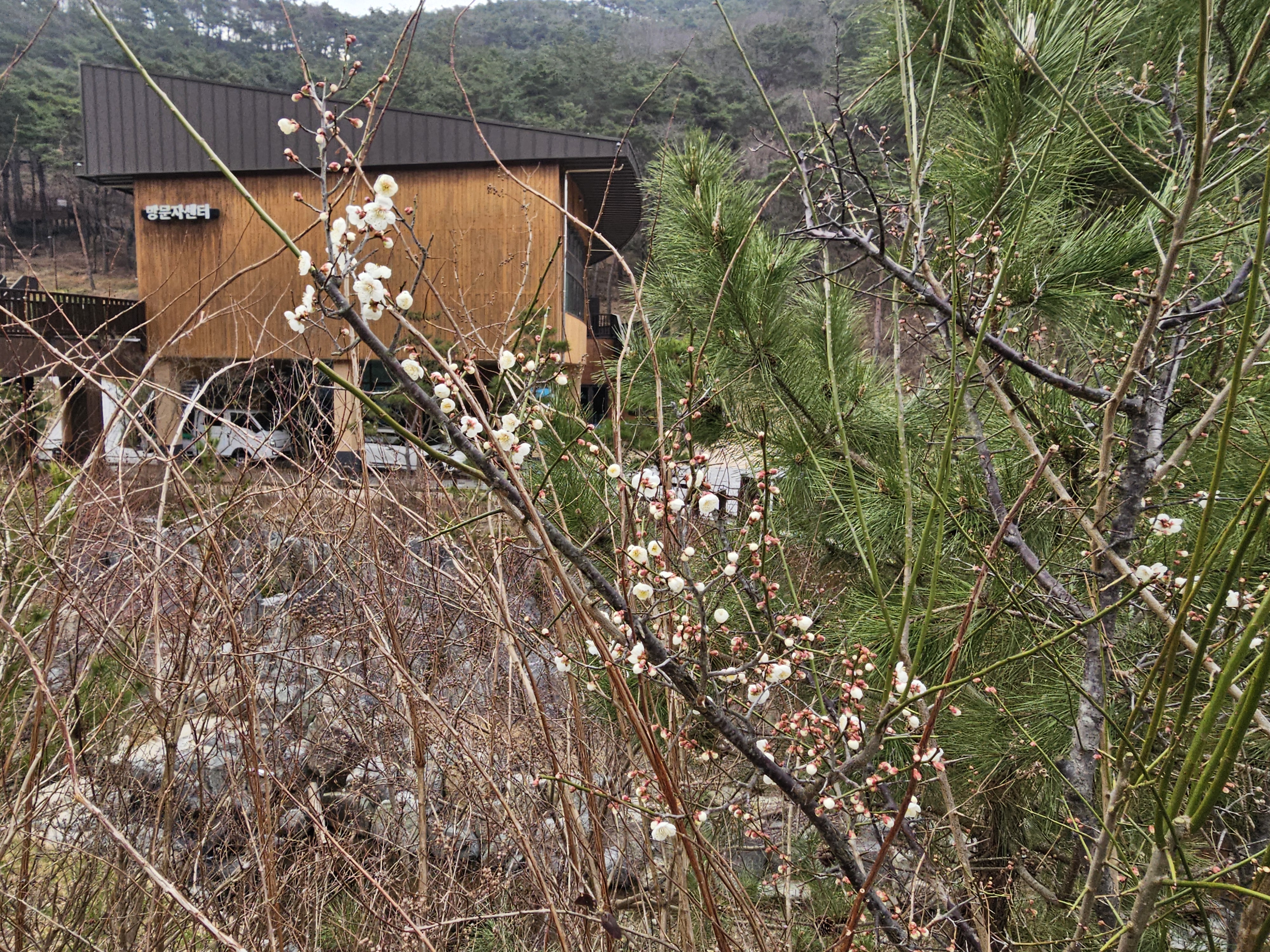 주말 꽃 개화 사진 촬영 7.jpg