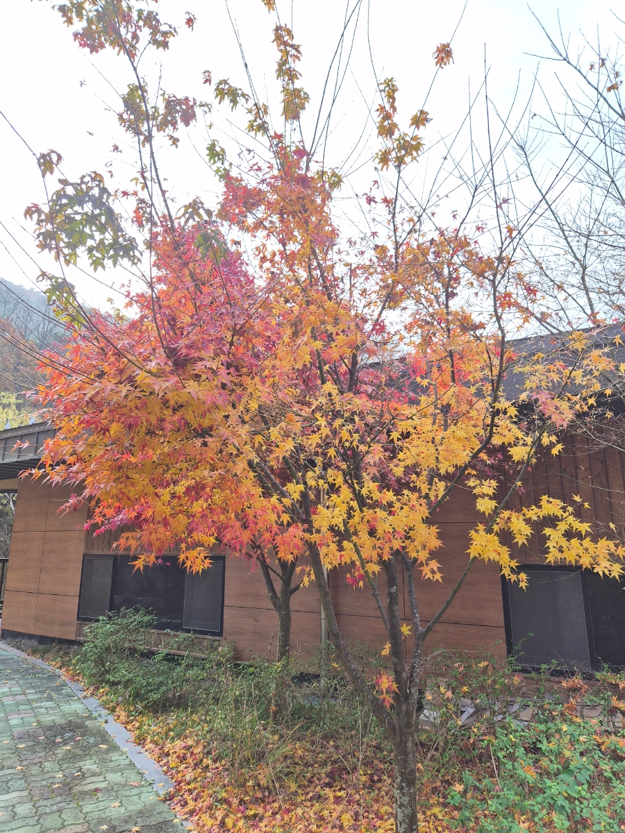 붙임. 2025.12.2.(화) 단풍 사진 6.jpg