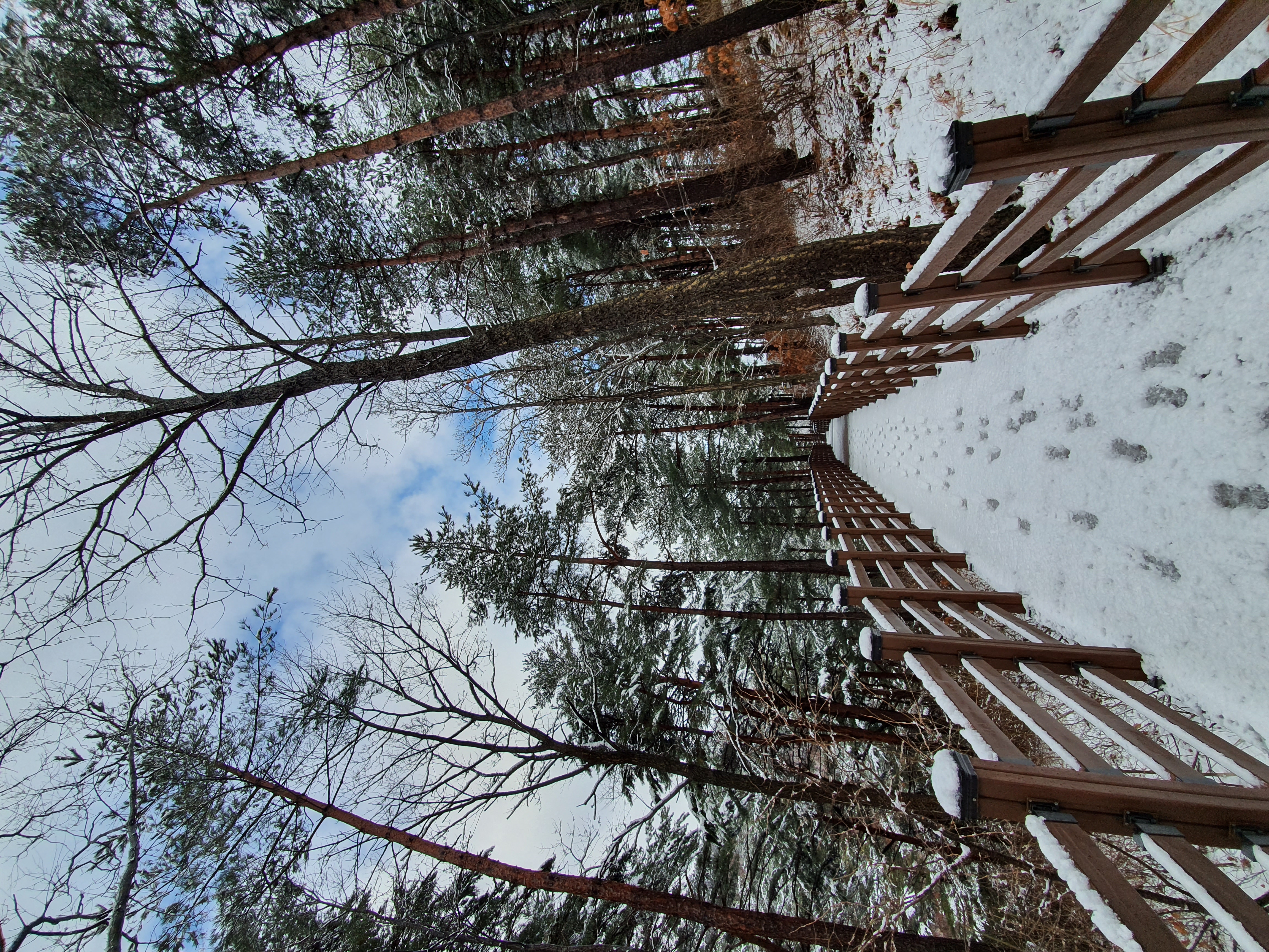 대관령 겨울 (9).jpg