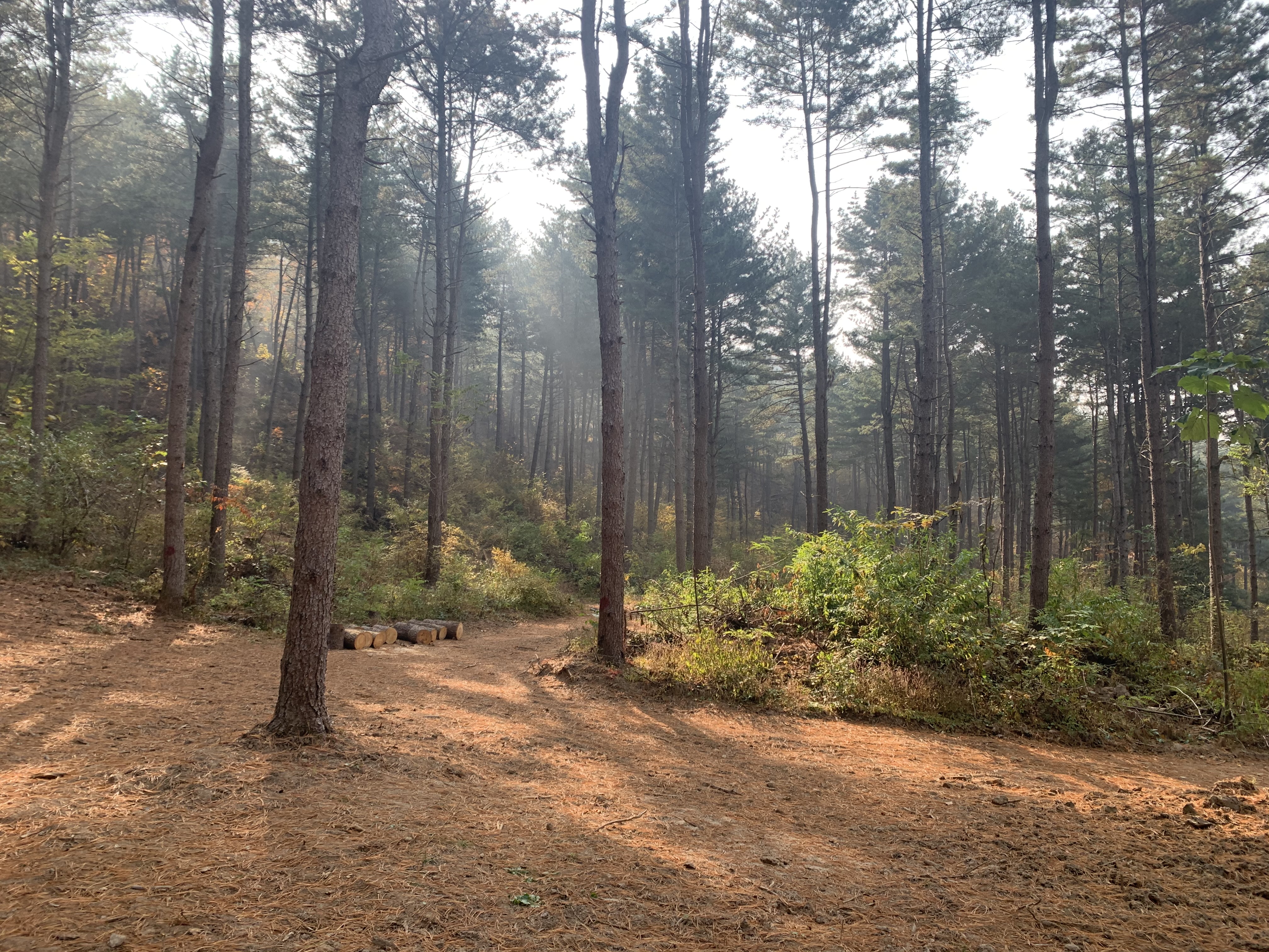 국립춘천숲체원 '숲길'