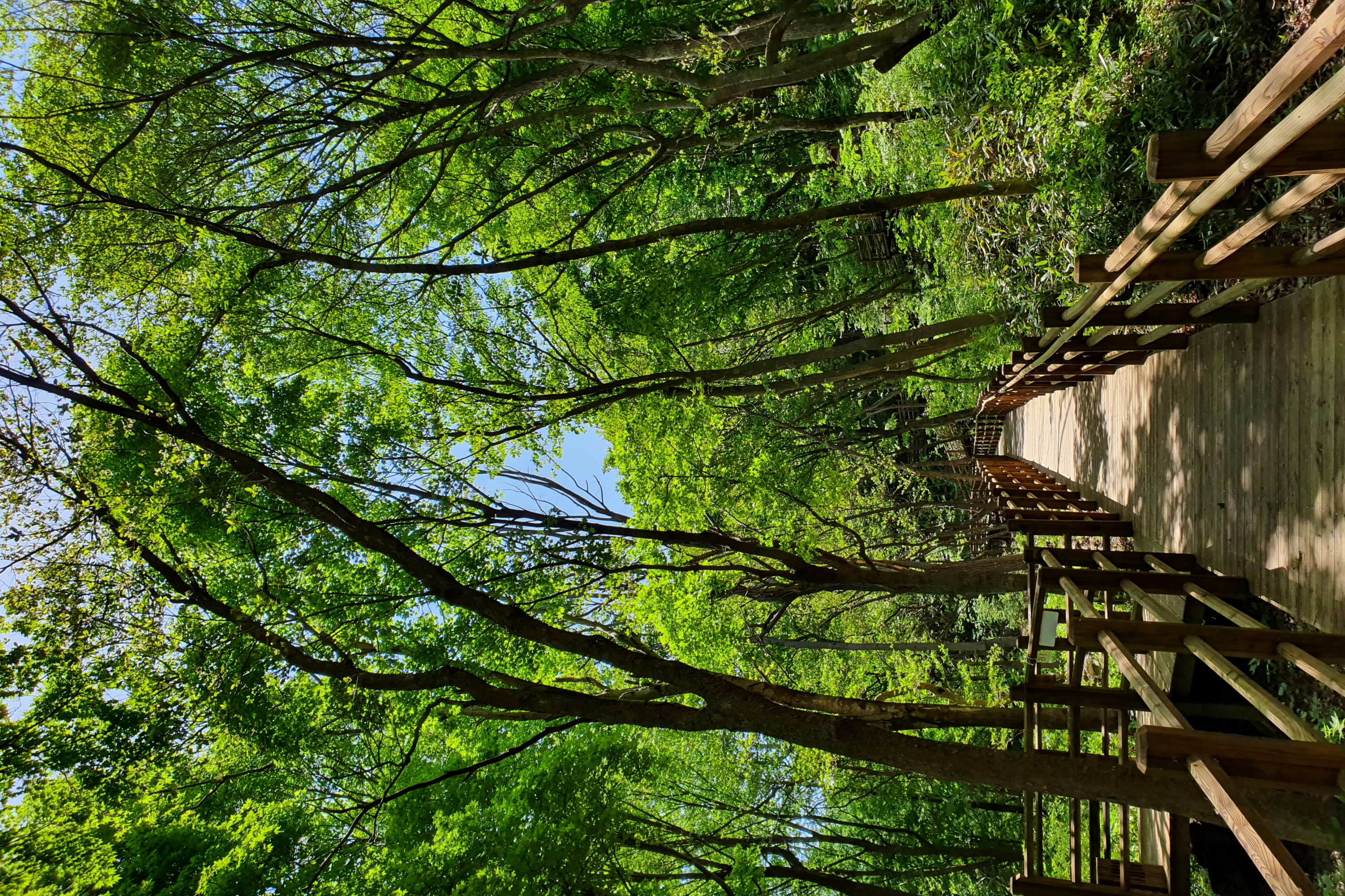 국립청도숲체원 마음누리숲 무장애나눔길(여름)