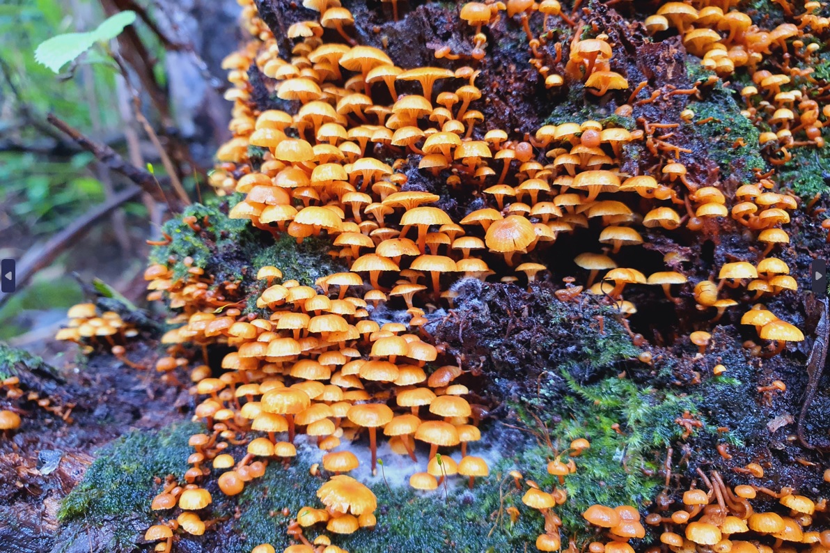 청도숲체원의 다양한 식생들