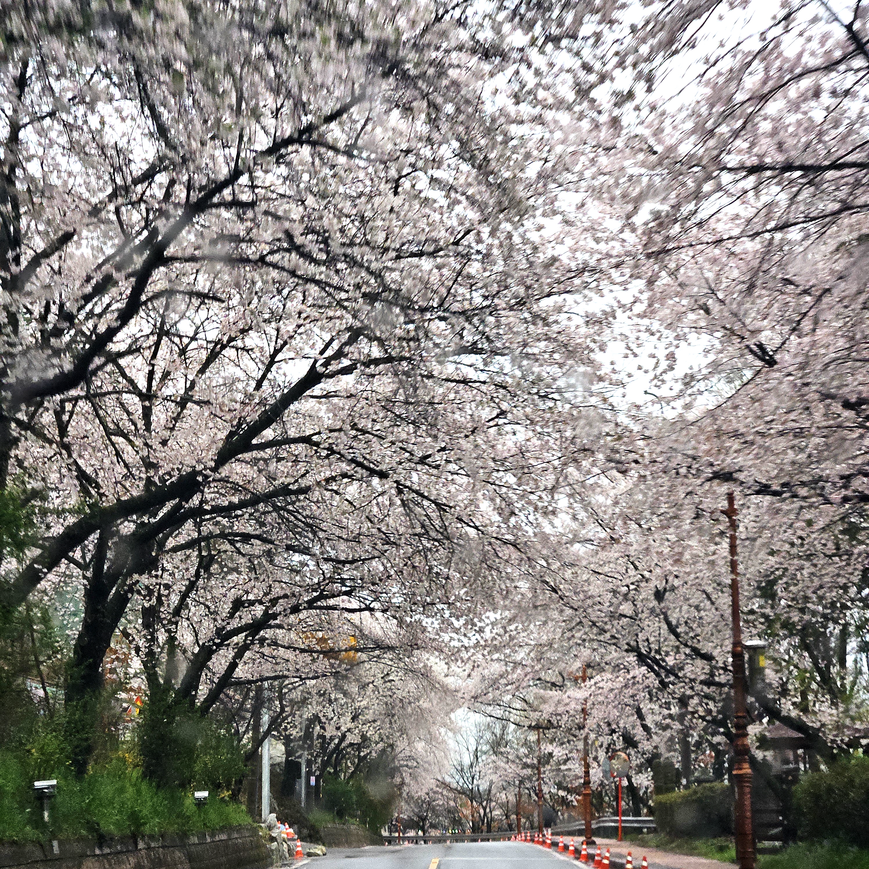 국립나주숲체원 근처 벚꽃길