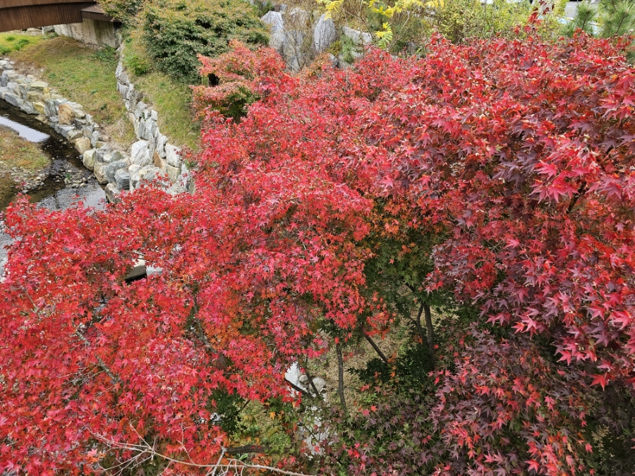 2024년 국립나주숲체원 가을 단풍 사진