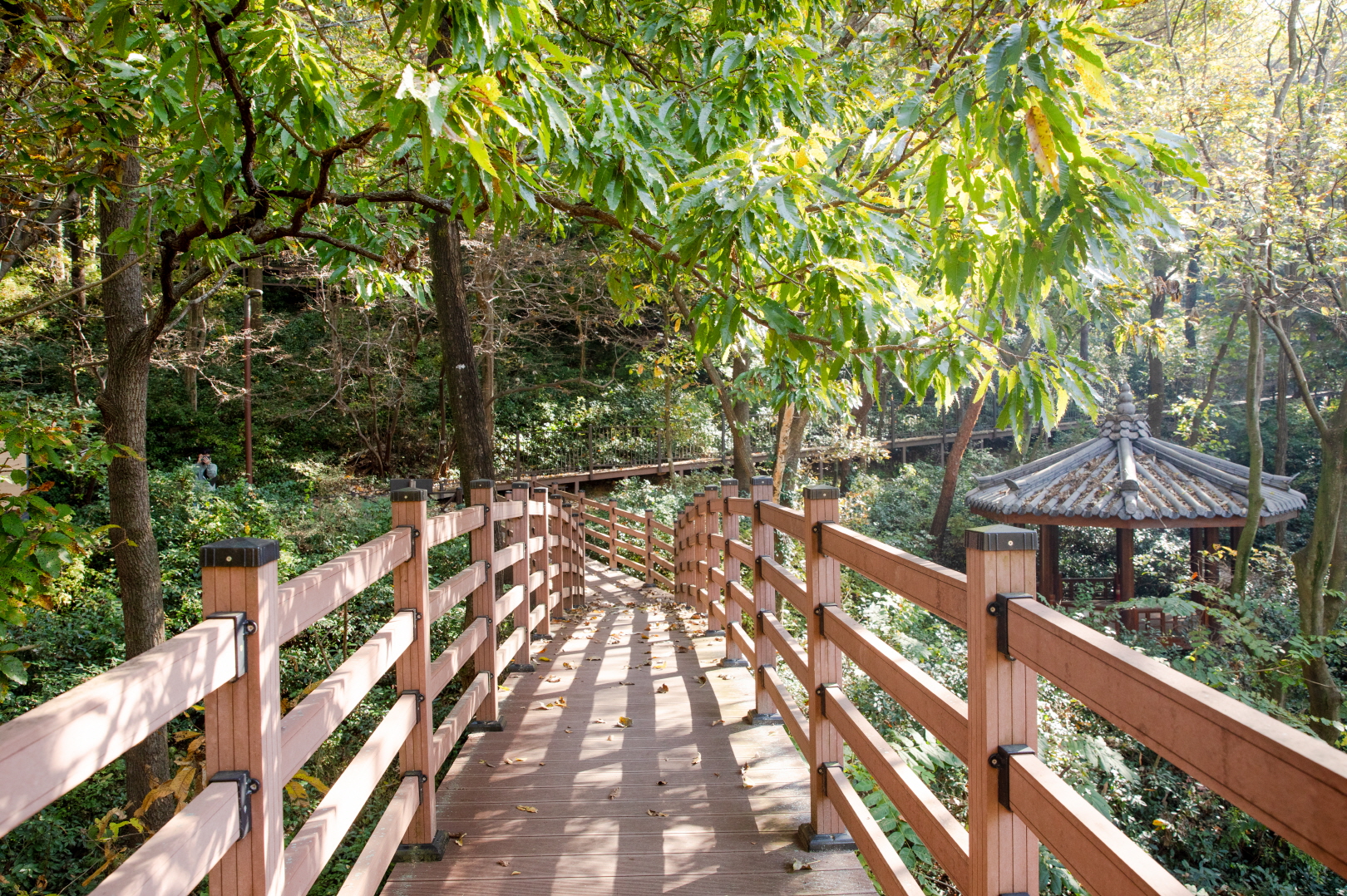 국립나주숲체원 주변 숲길(2025.1번째)