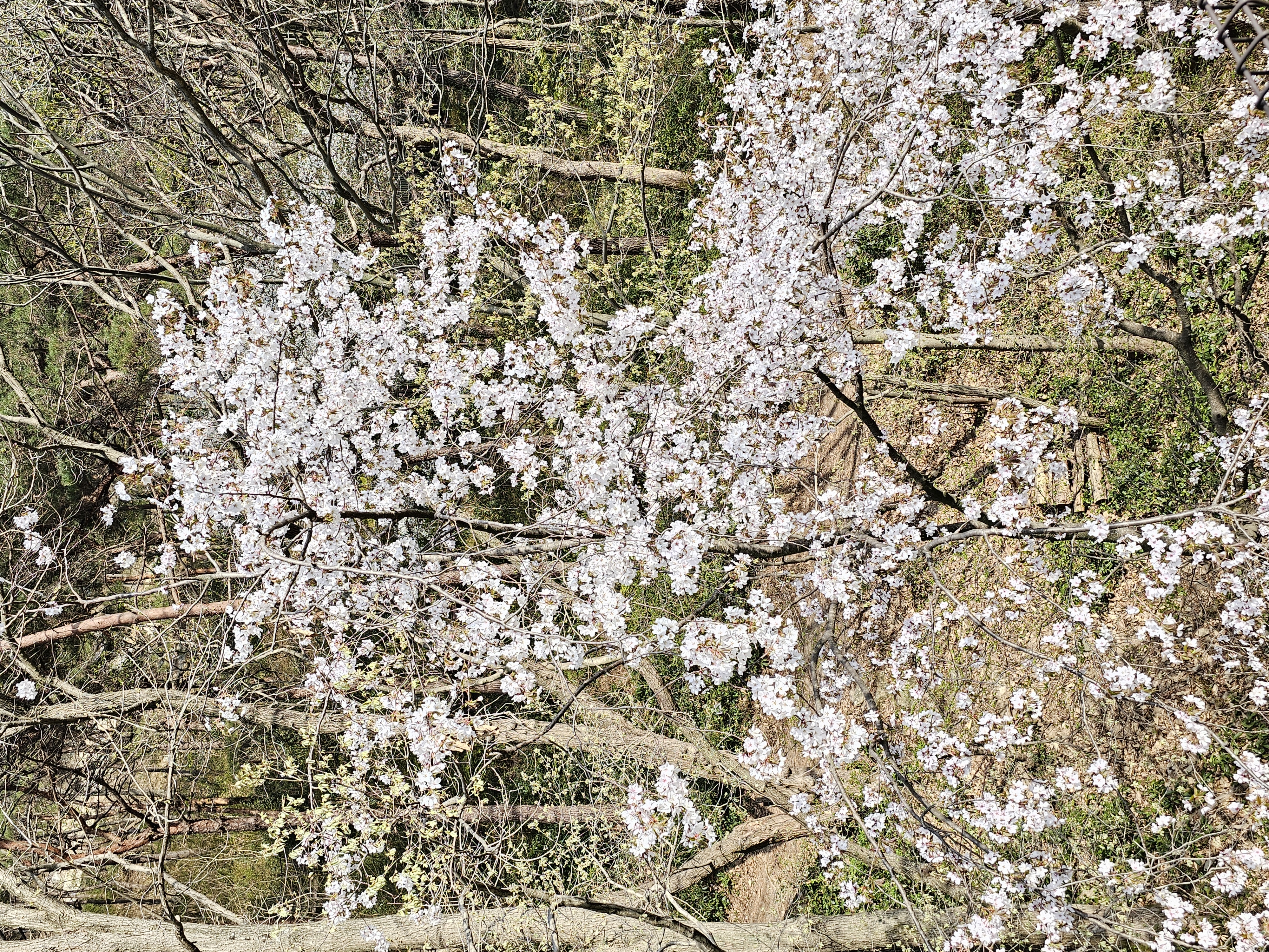 2025.4.11.(금) 나주숲체원 주변 벚꽃 사진